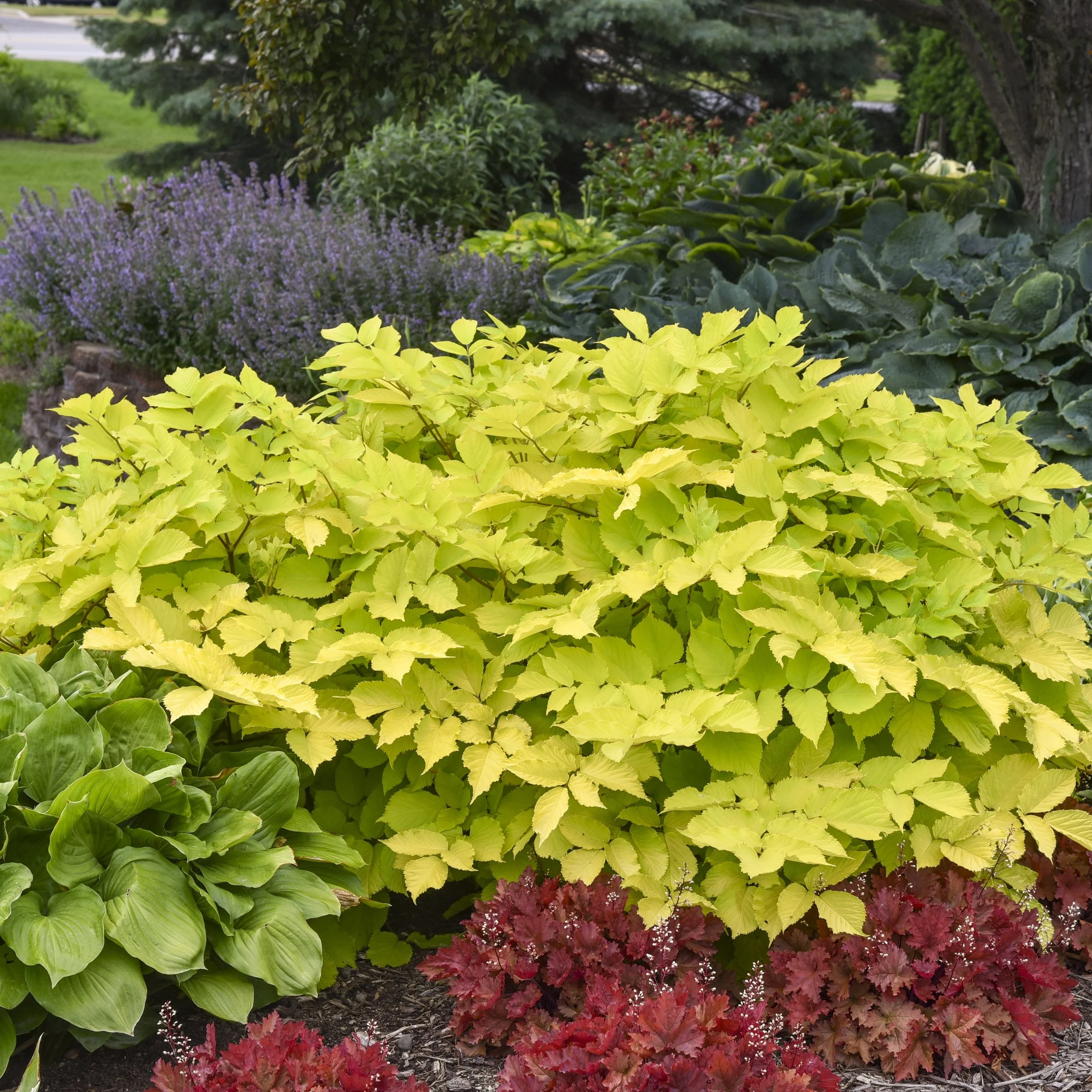 Aralia cordata 'Sun King' 0006 high res.jpg