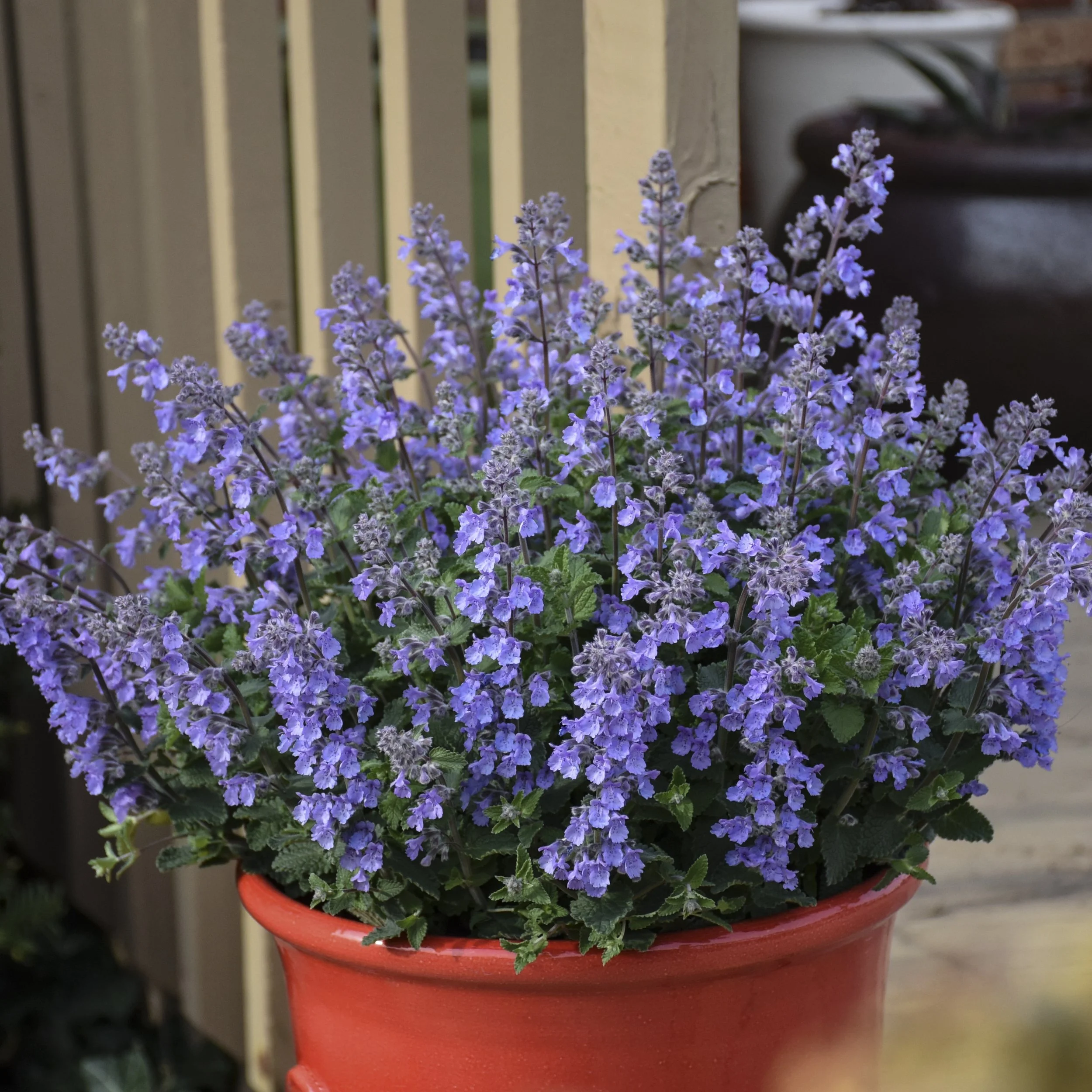 Nepeta 'Picture Purrfect' PP34502 0000 high res.jpg