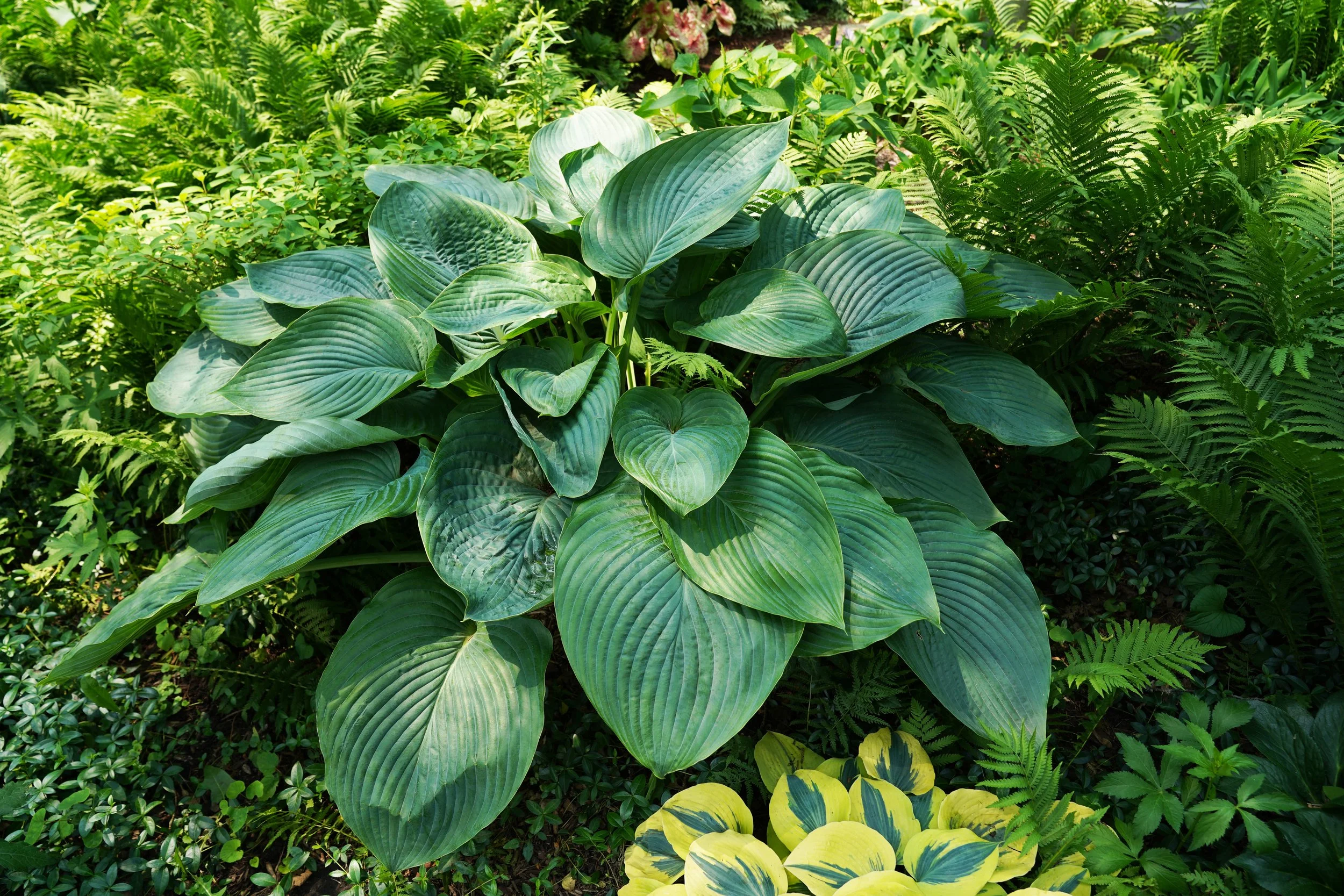 Hosta x 'Empress Wu'