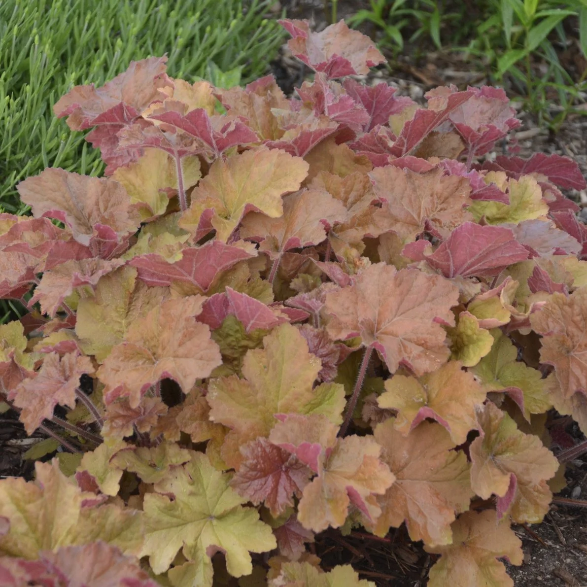 Heuchera 'Caramel' PP16560 0004 high res.jpg