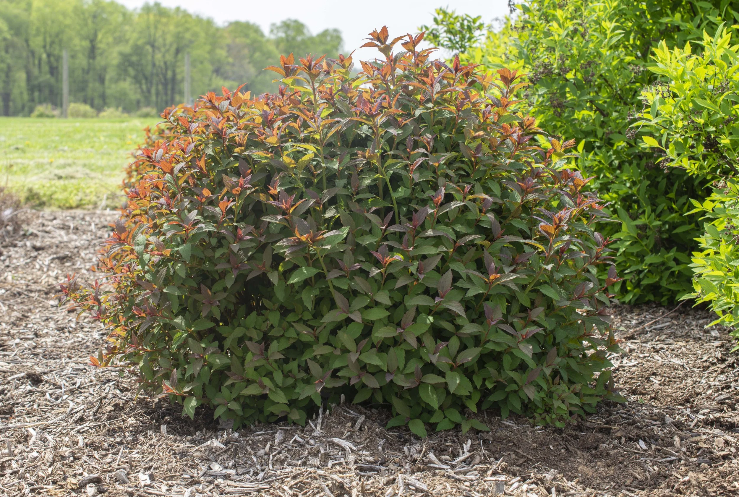 Spiraea_EmpireIceDragon_Landscape_012.jpg