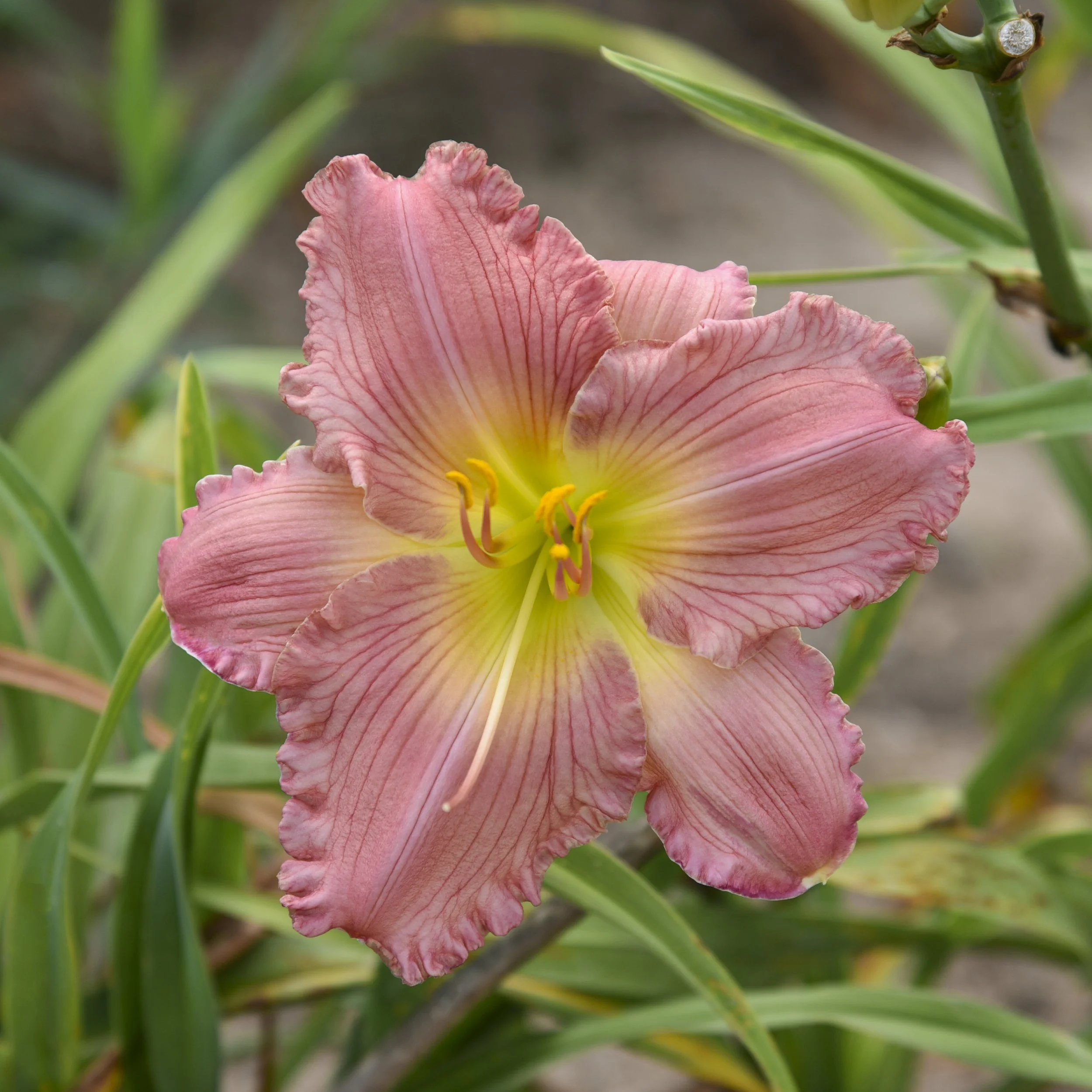 Hemerocallis 'Jolyene Nichole' 0000 high res.jpg