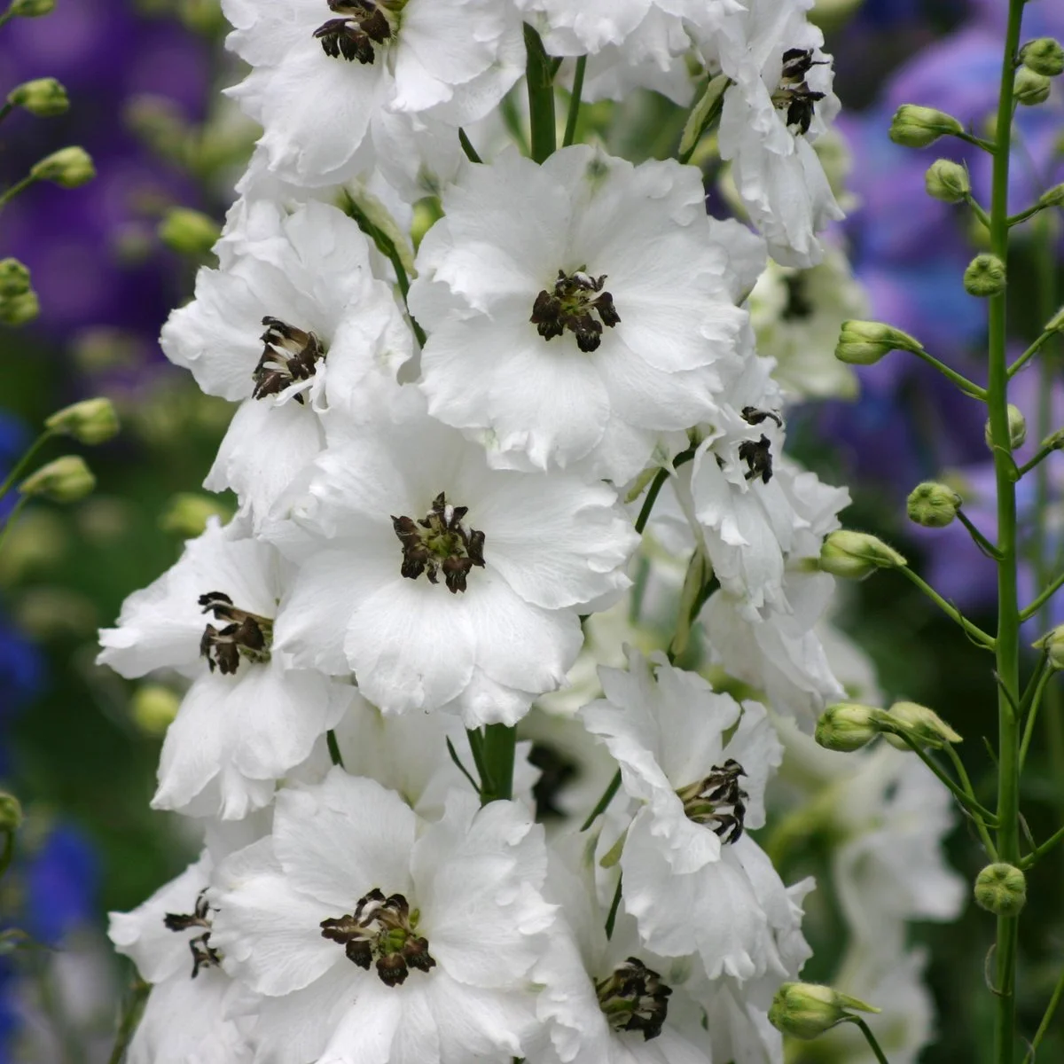 Delphinium x 'Black Eyed Angels'