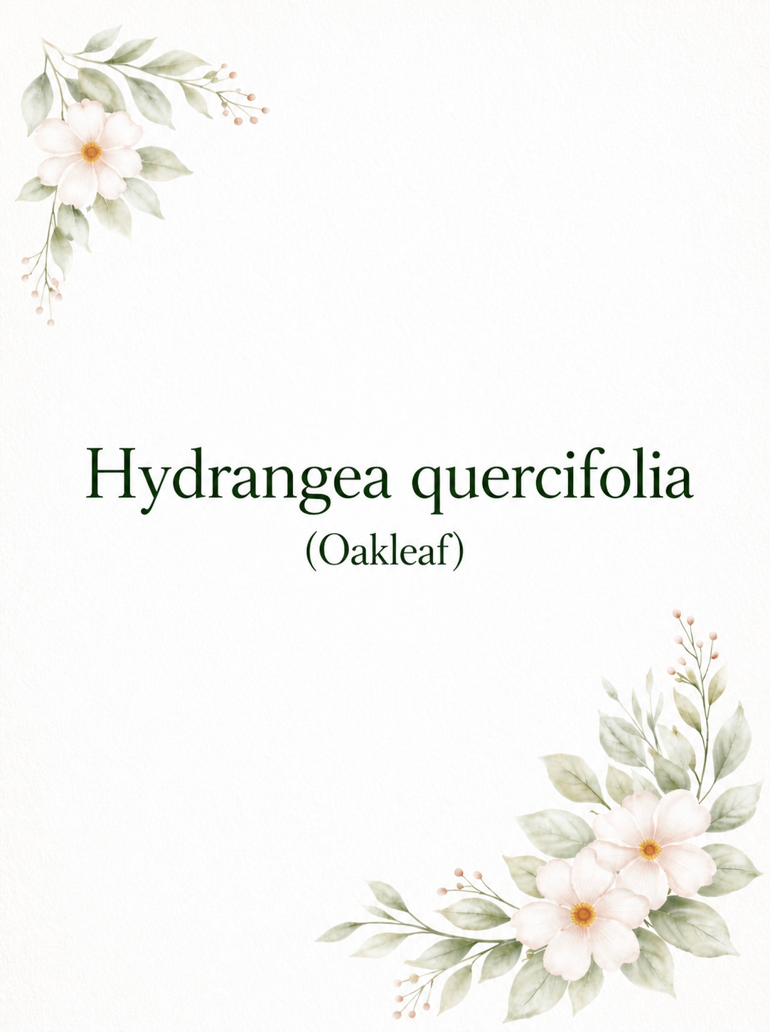 Oakleaf Hydrangeas (quercifolia)