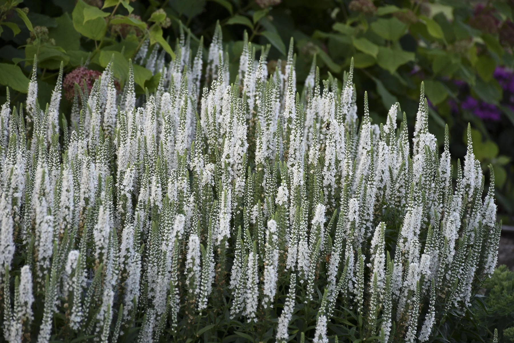 Veronica x 'White Wands'