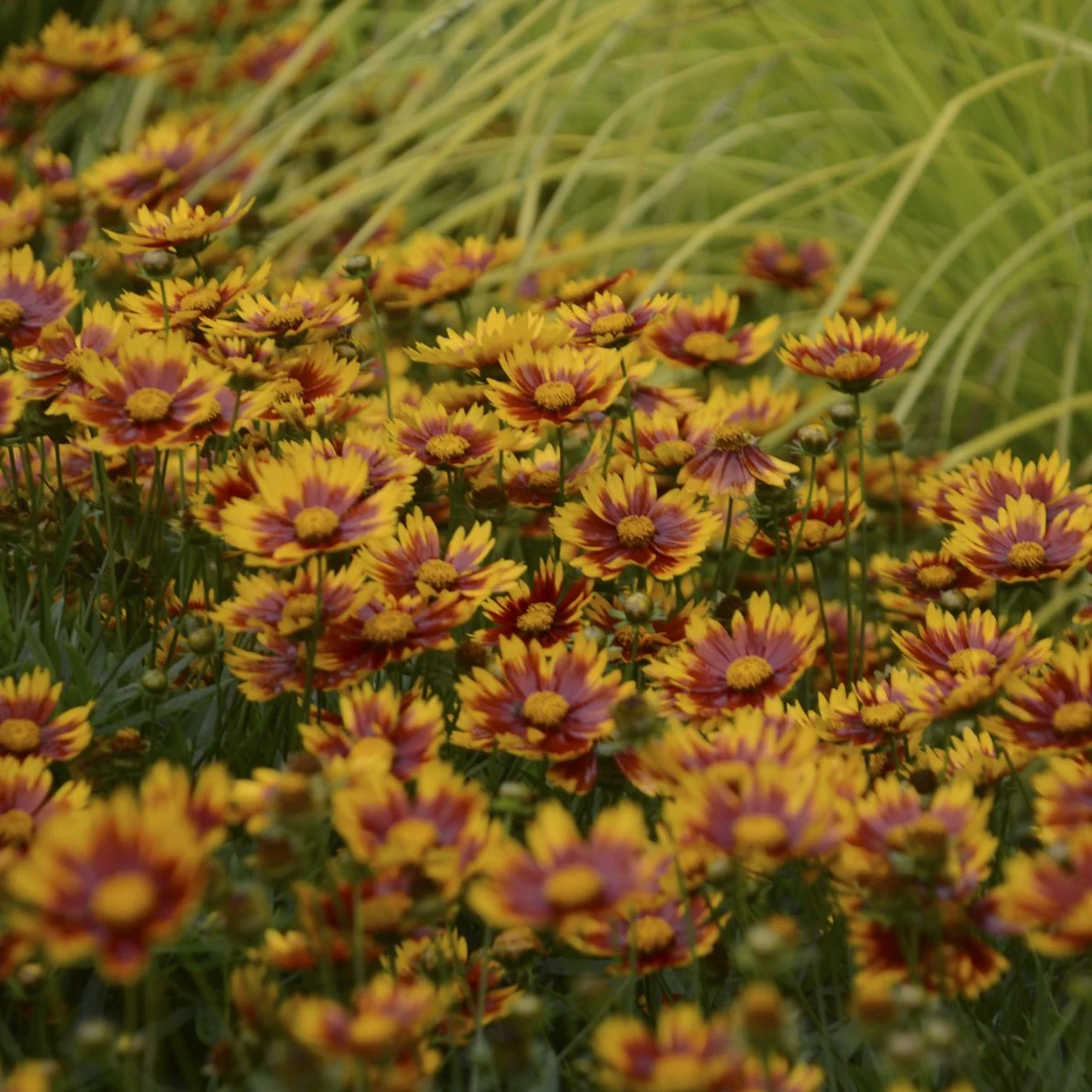 Coreopsis x 'Daybreak'