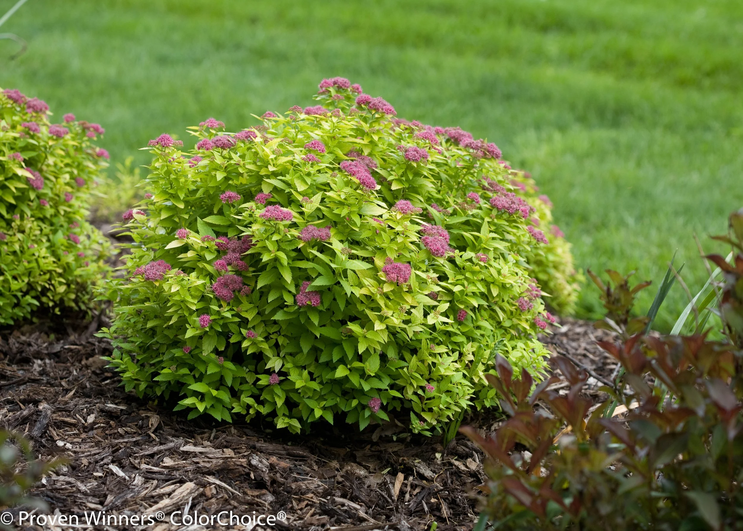 double_play_big_gold_spirea-7284.jpg