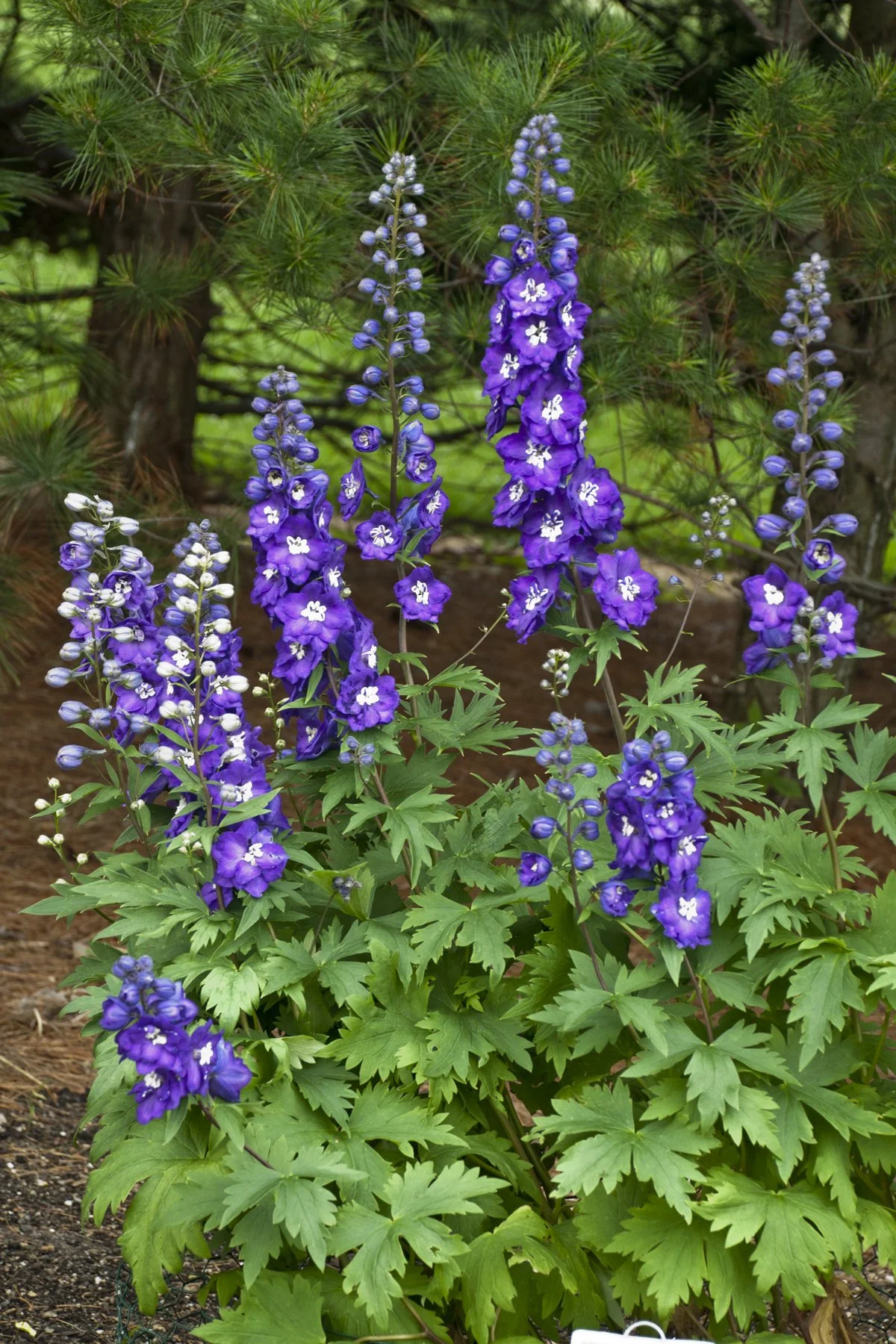 Delphinium x 'Purple Passion'