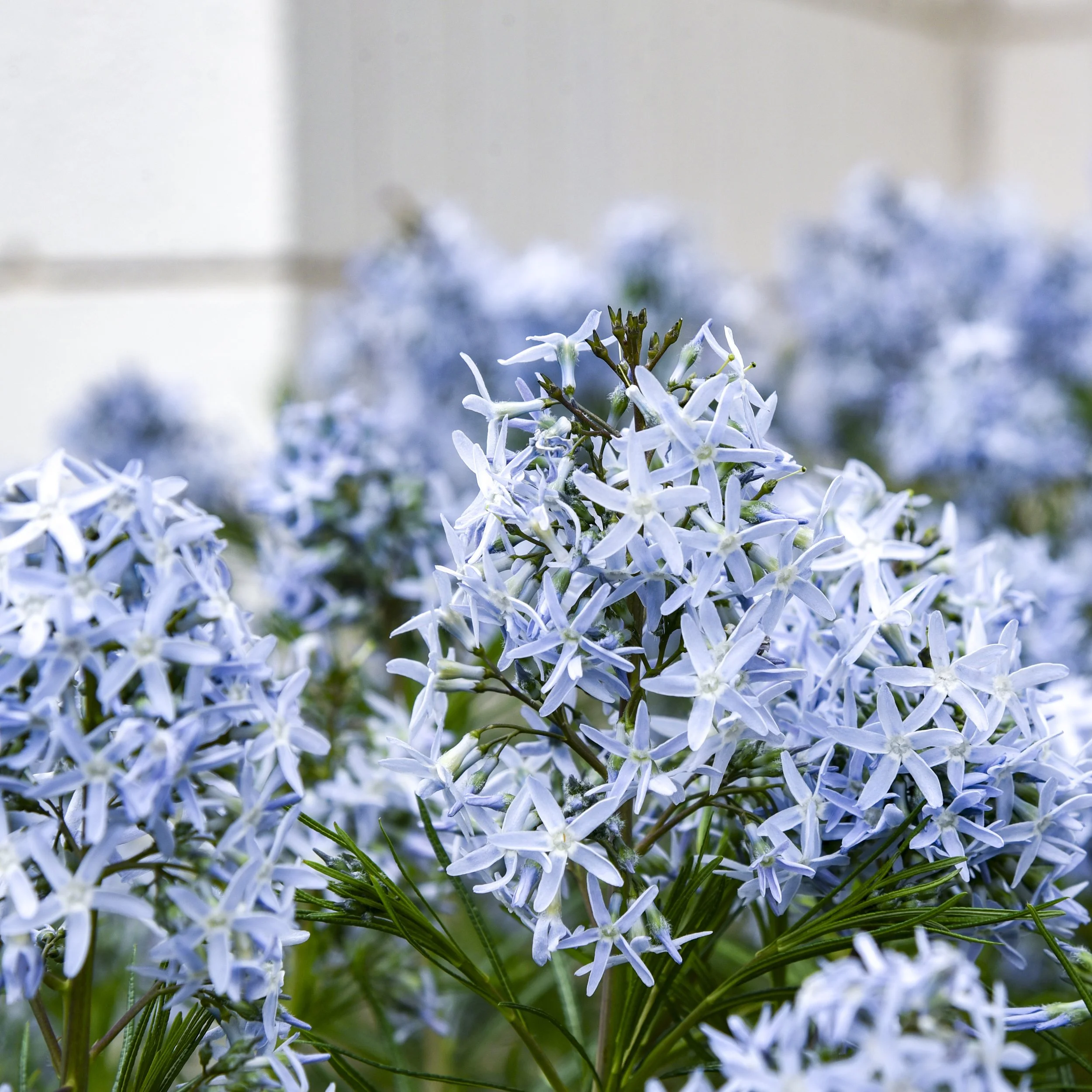 Amsonia x 'String Theory'