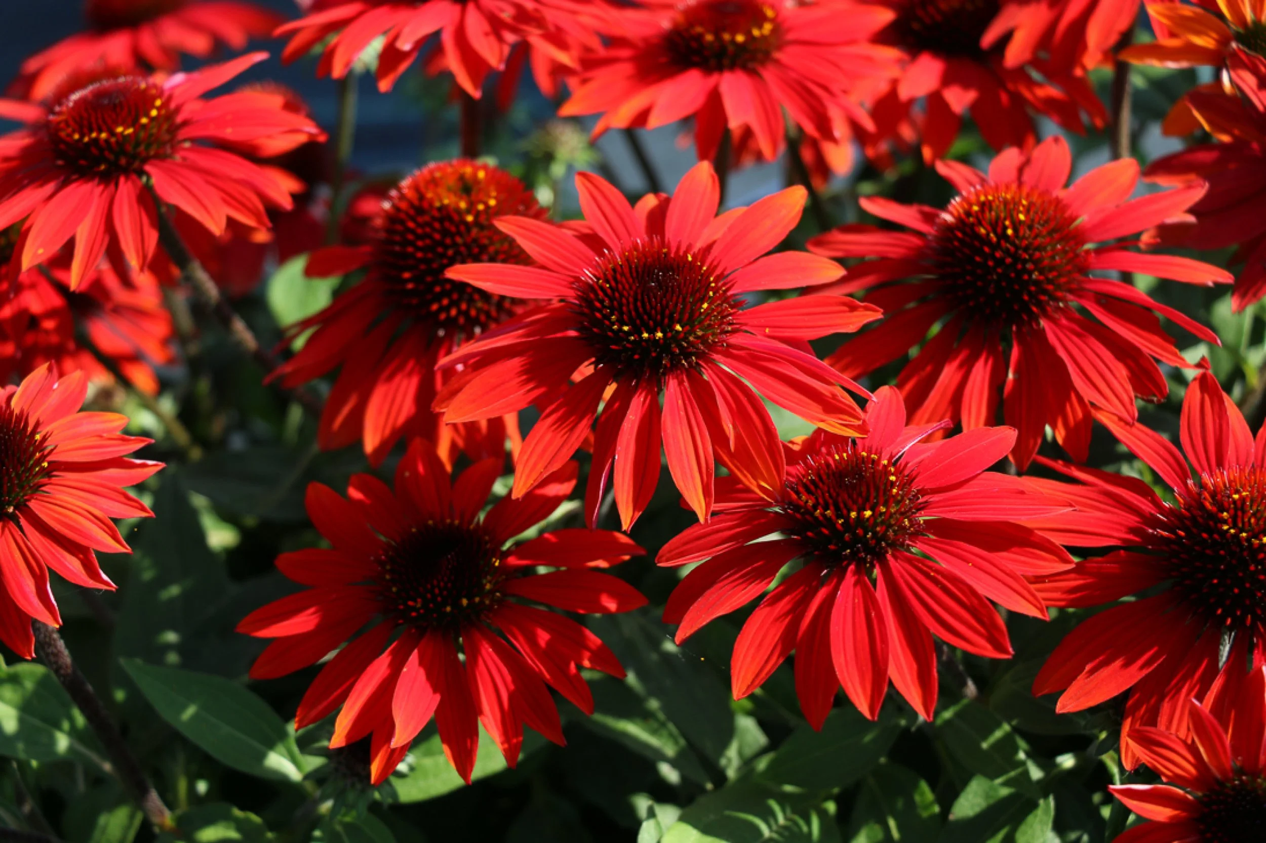 Echinacea x 'Sangrita'