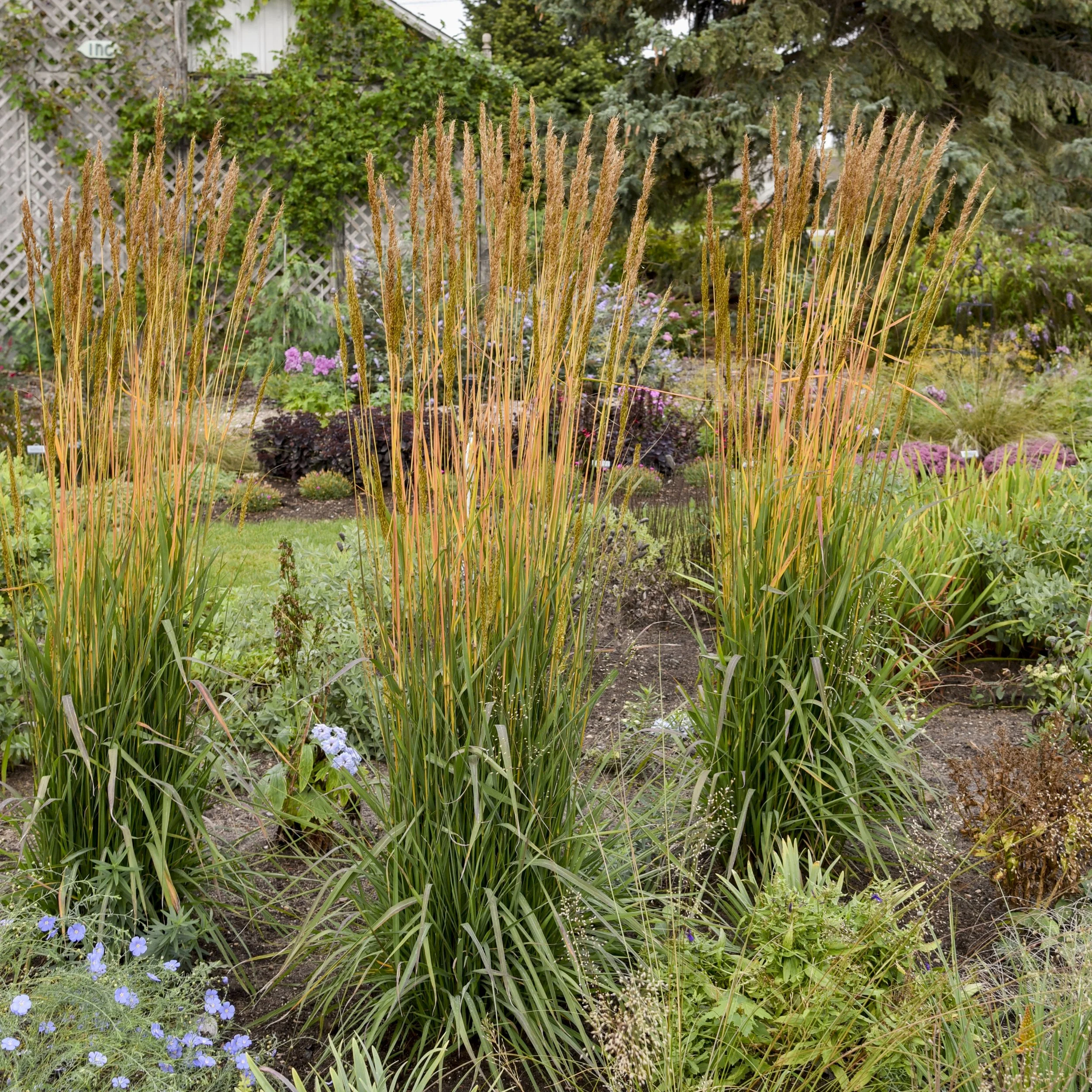 Sorghastrum nutans GOLDEN SUNSET® ('MNYG318153' PP33776) 0002 high res.jpg