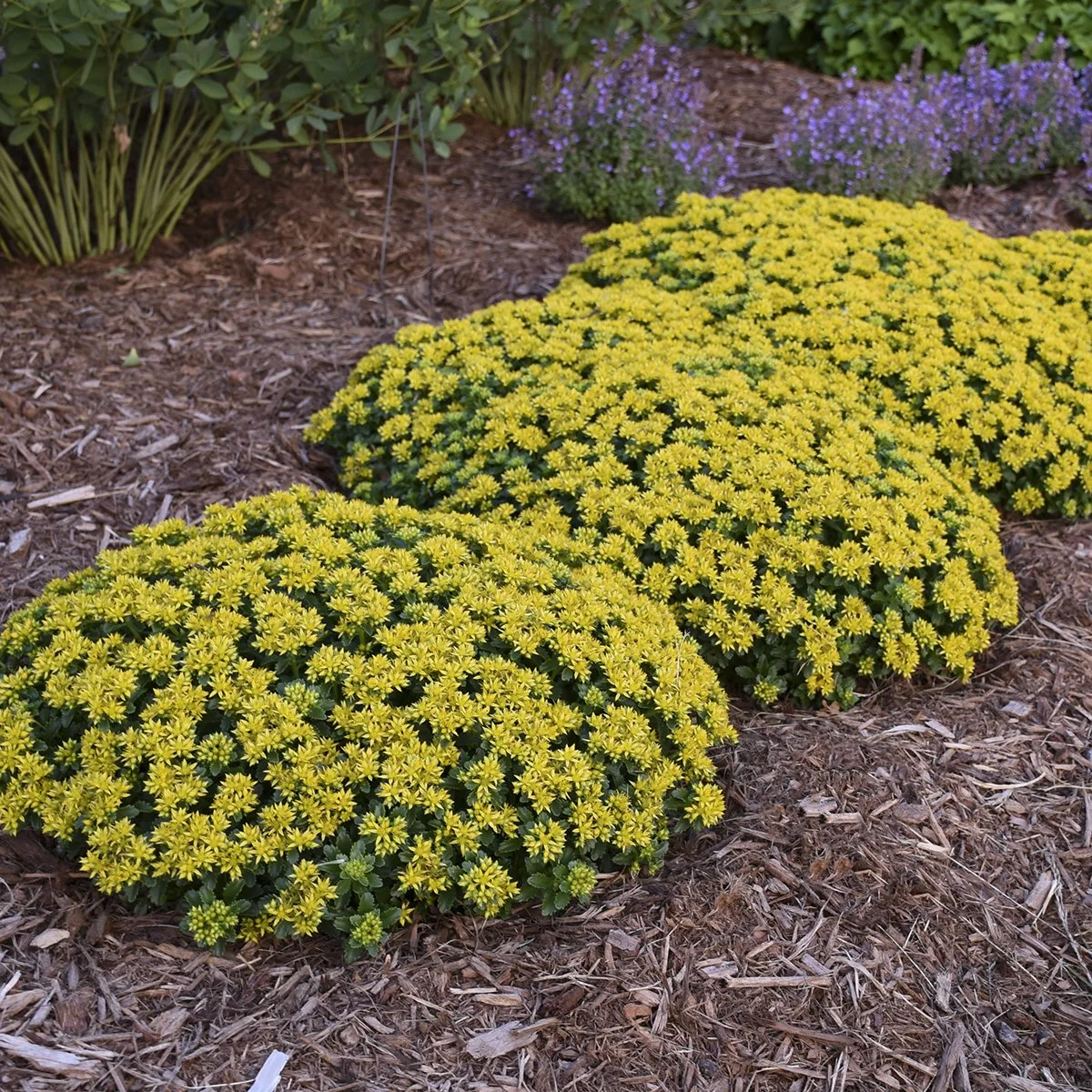 Sedum 'Little Miss Sunshine' PP30039 0003 high res.jpg