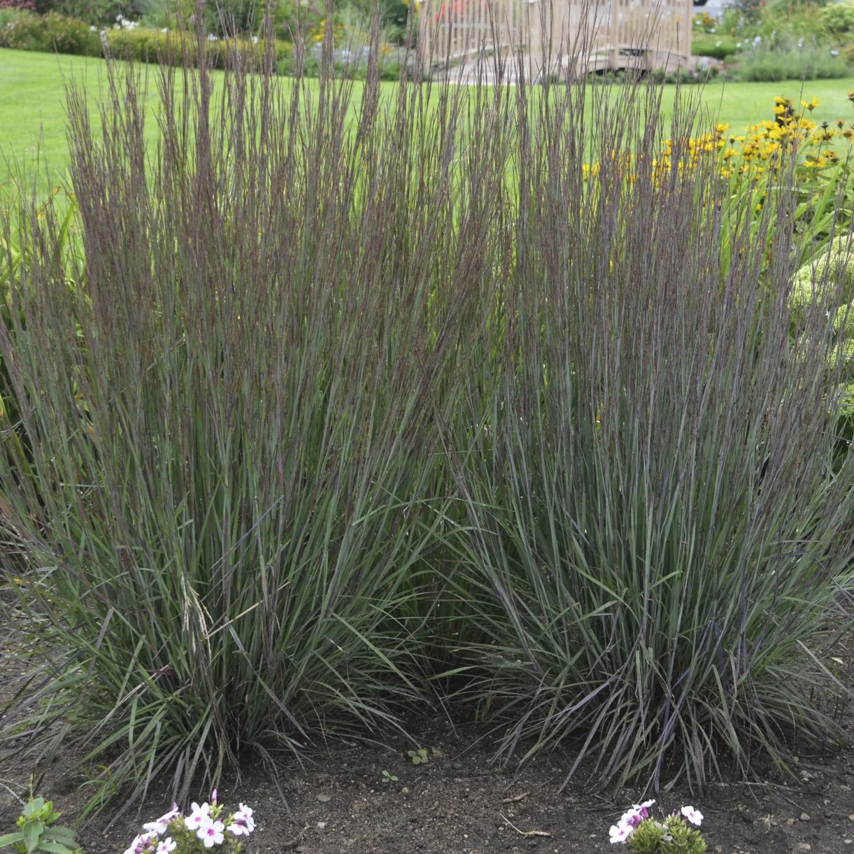 Schizachyrium scoparium 'Smoke Signal' PP27433 0002 high res.jpg