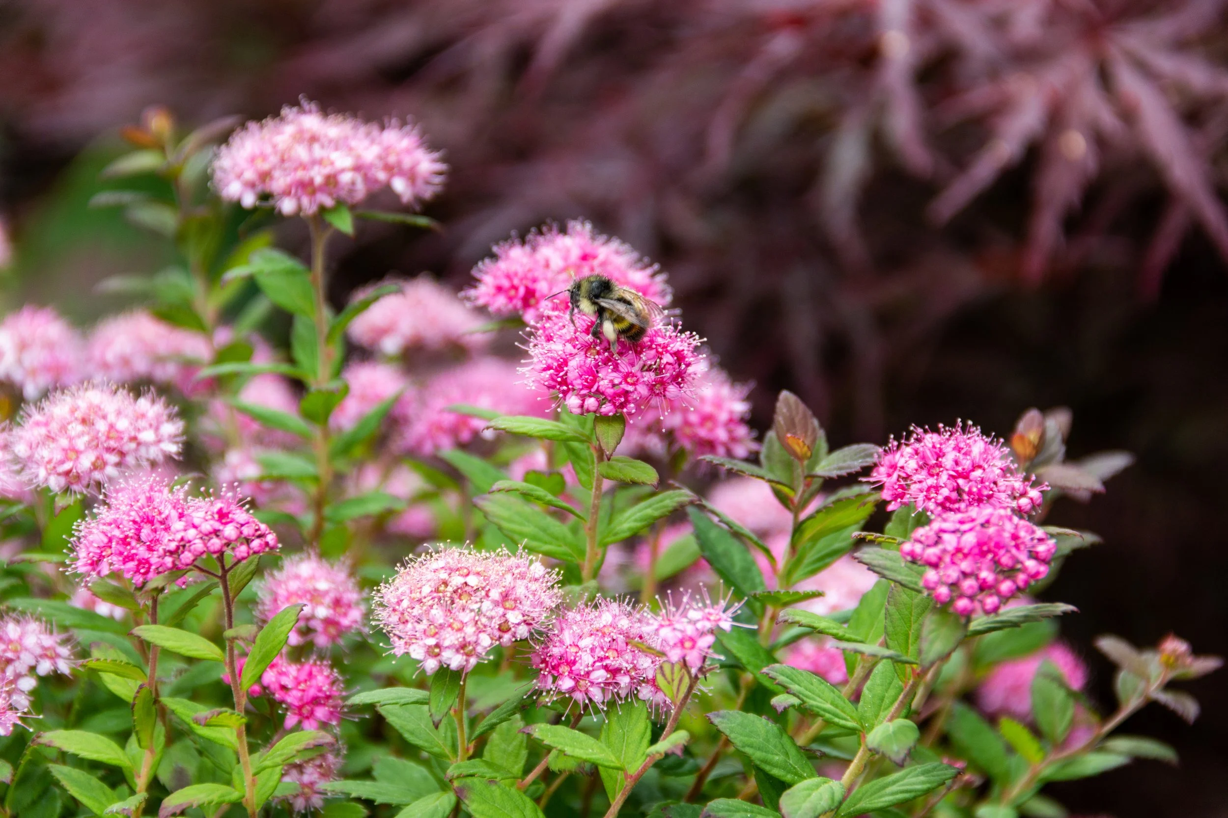 Spiraea-Poprocks-Petite-bloom-01.jpg