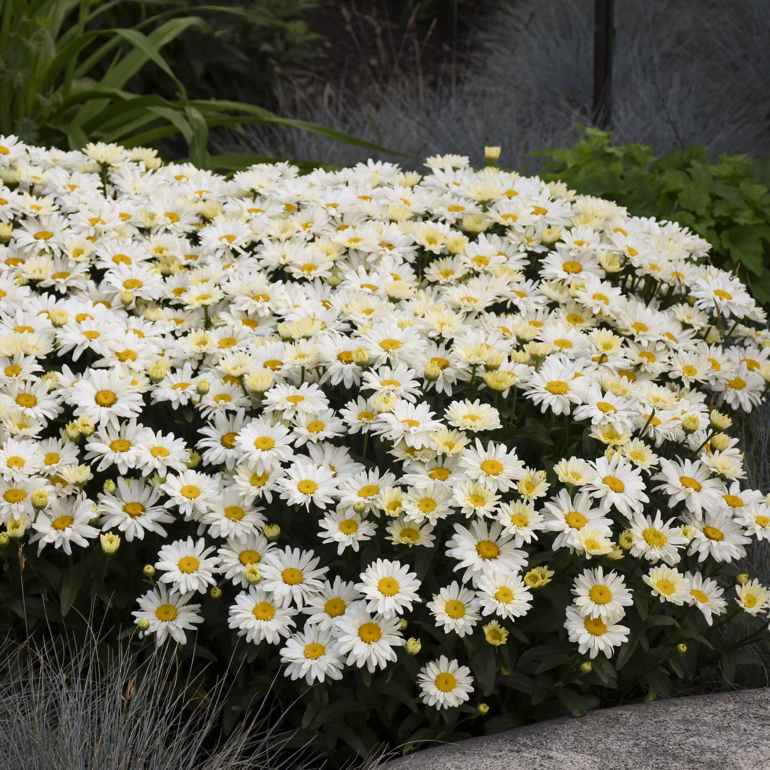 Leucanthemum superbum 'Spoonful of Sugar' PP28760 0000 high res.jpg