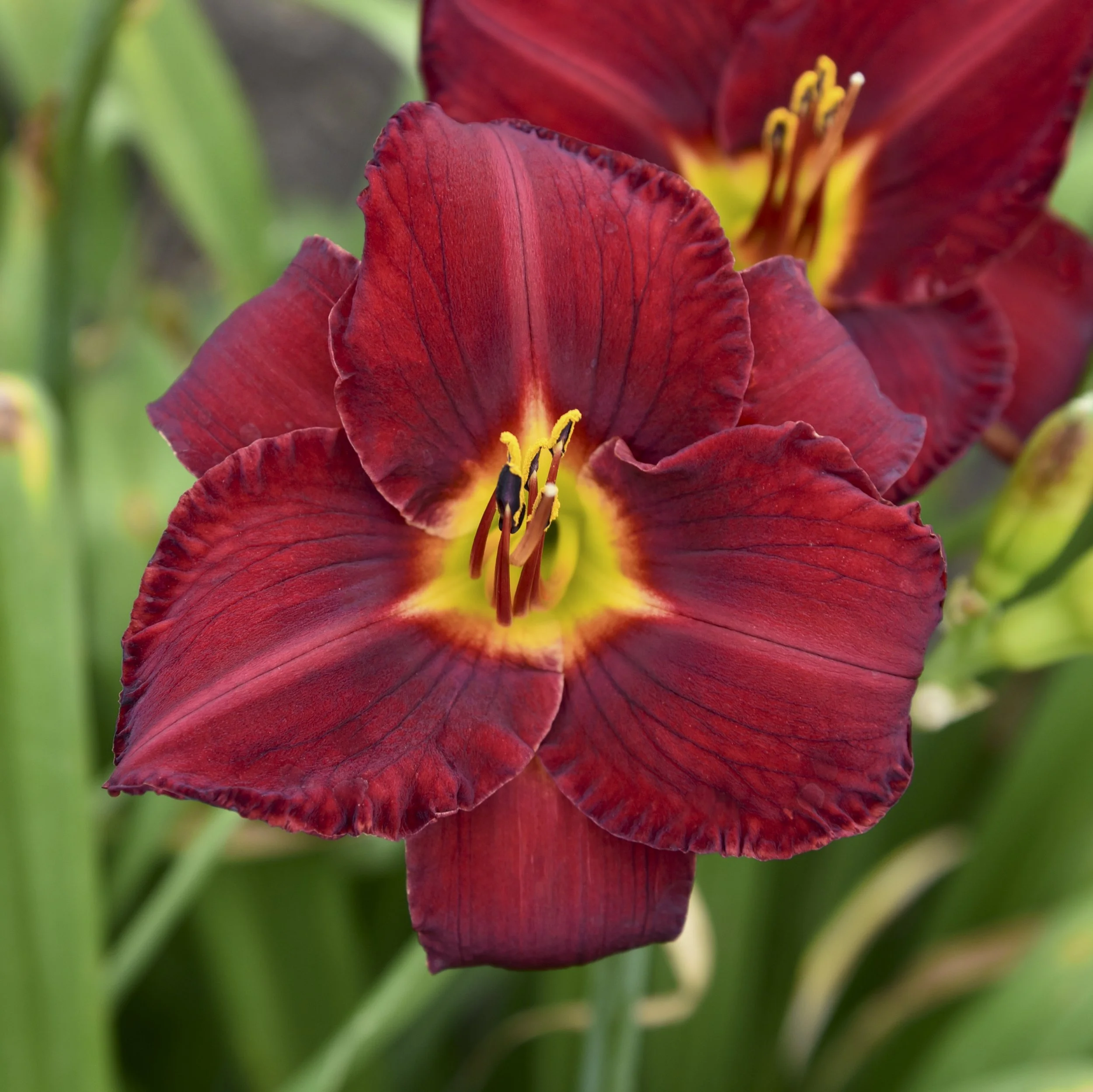 Hemerocallis 'Prairie Wildfire' 0000 high res.jpg