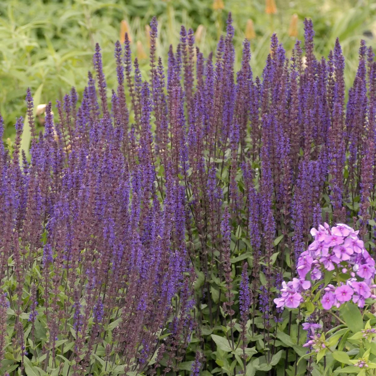 Salvia nemorosa 'Caradonna' 0001 high res.jpg
