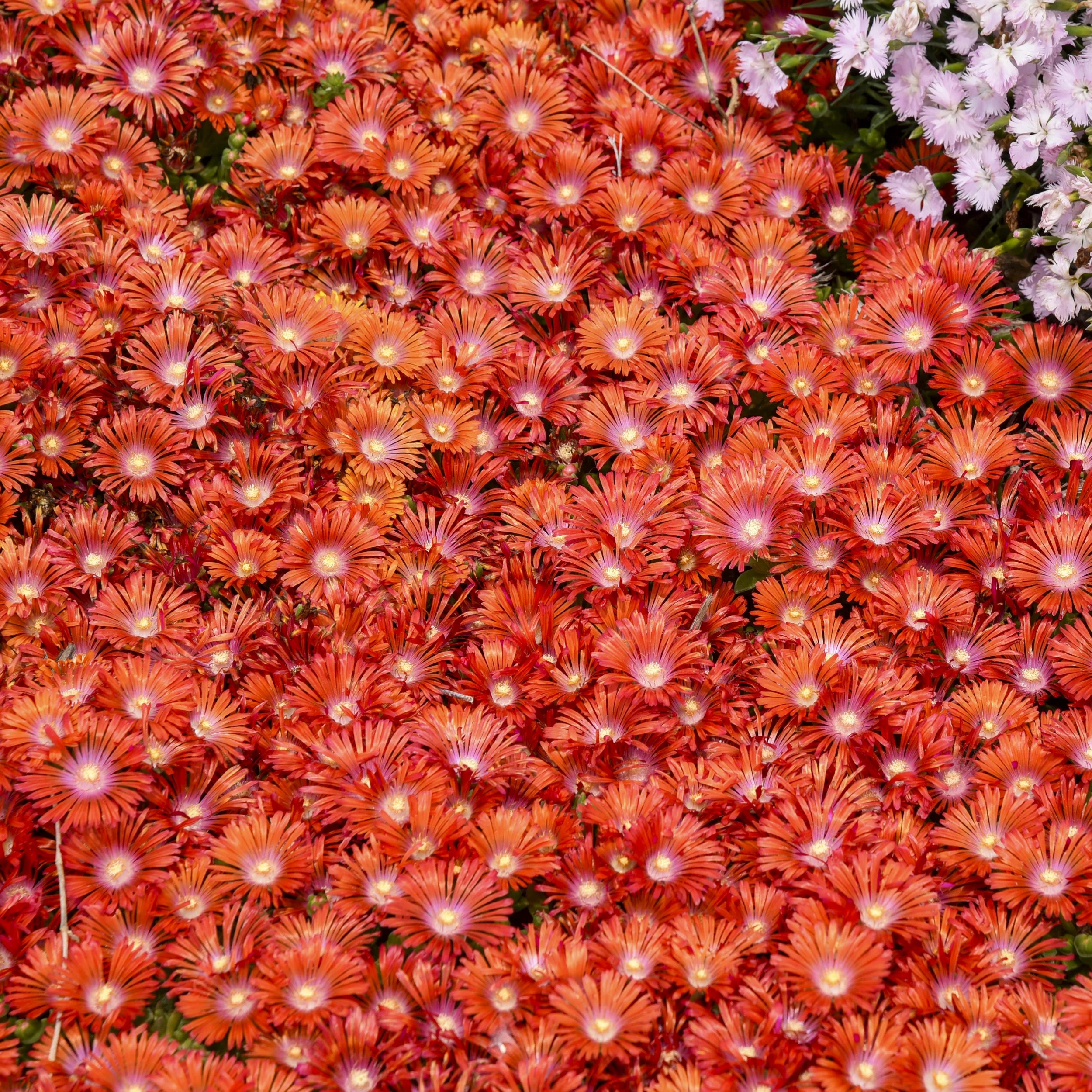 Delosperma 'Dancing Embers' PP36547 0000 high res.jpg