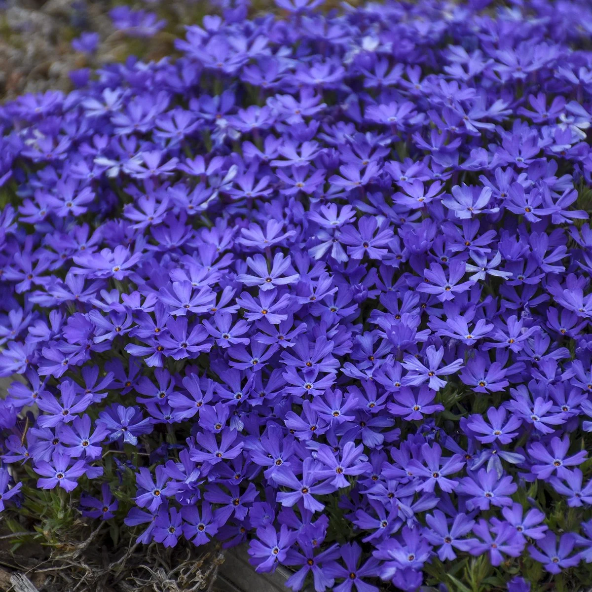 Phlox x 'Violet Pinwheels'