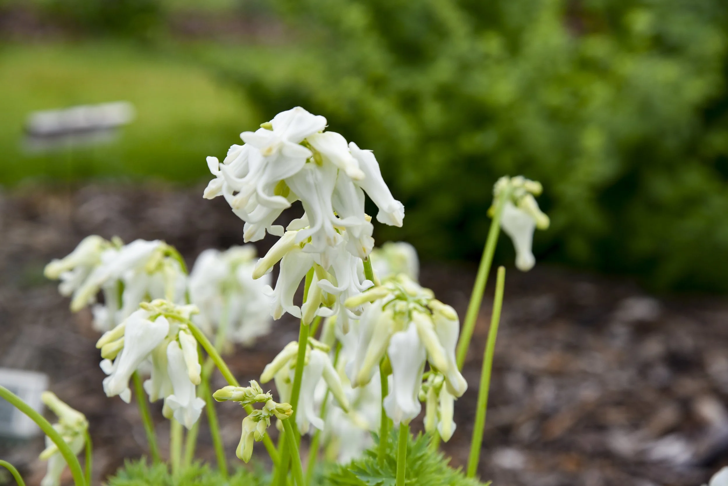 Dicentra x 'White Diamonds'