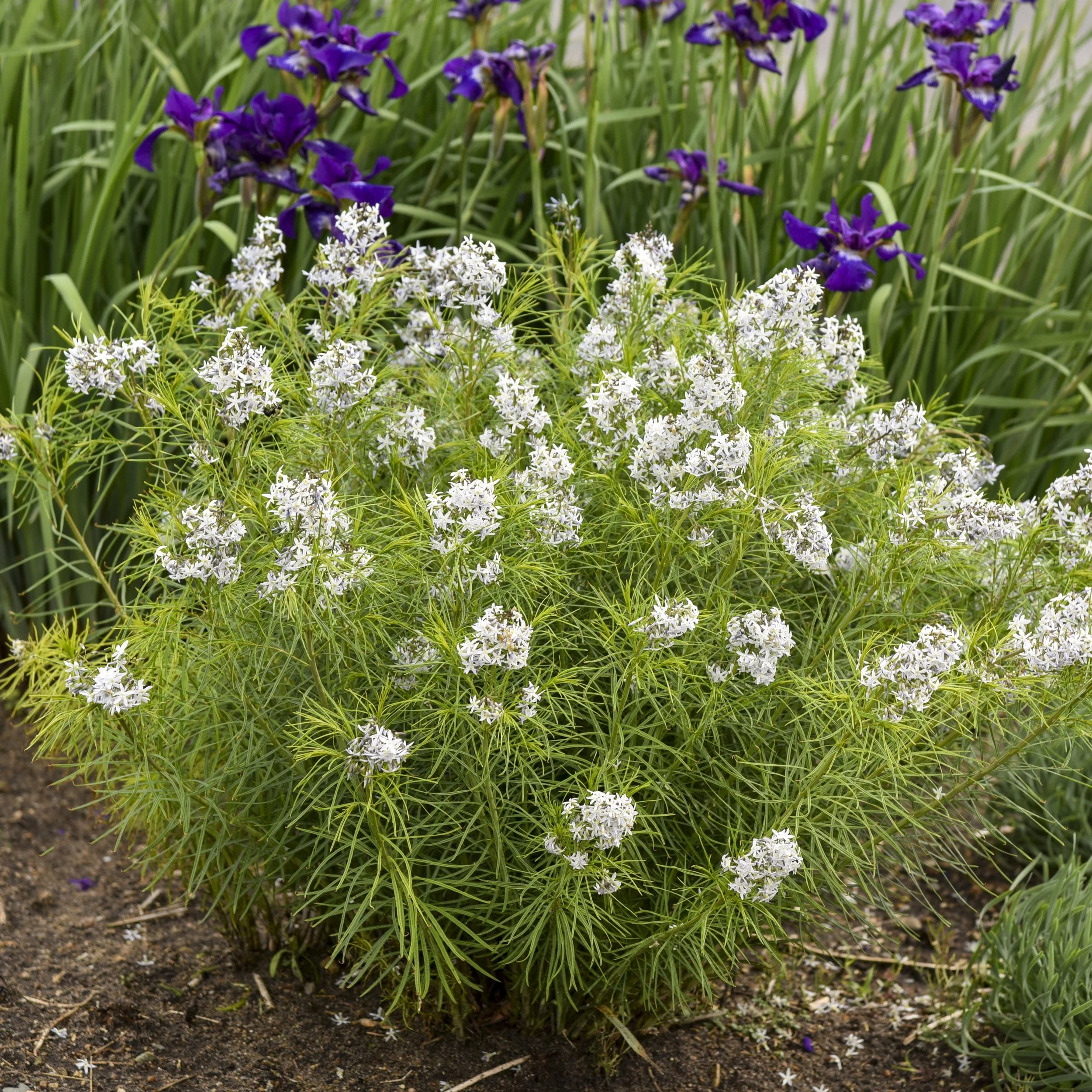 Amsonia hubrichtii (Narrowleaf Blue Star)