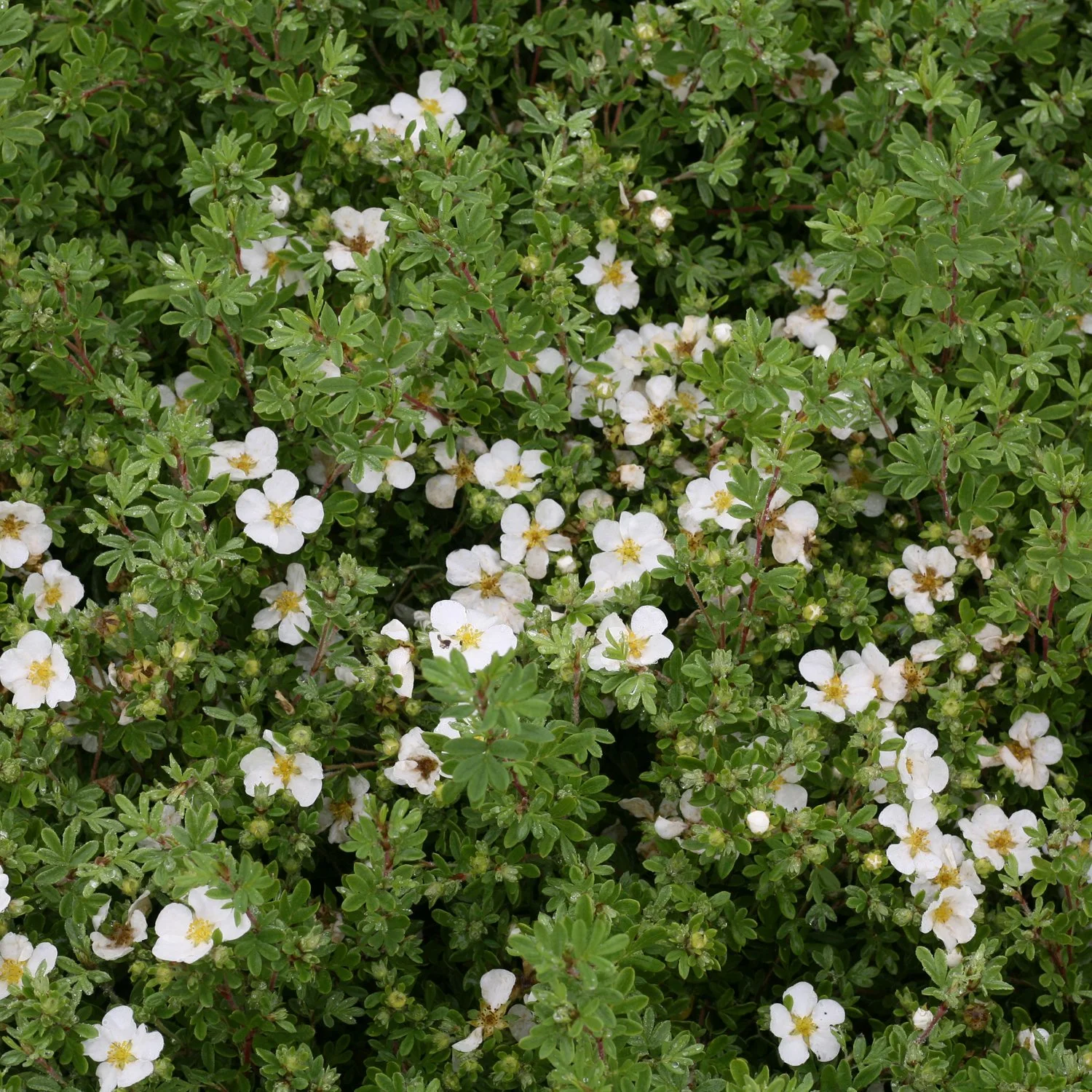 potentillahappyfacewhite_img_8067.jpg