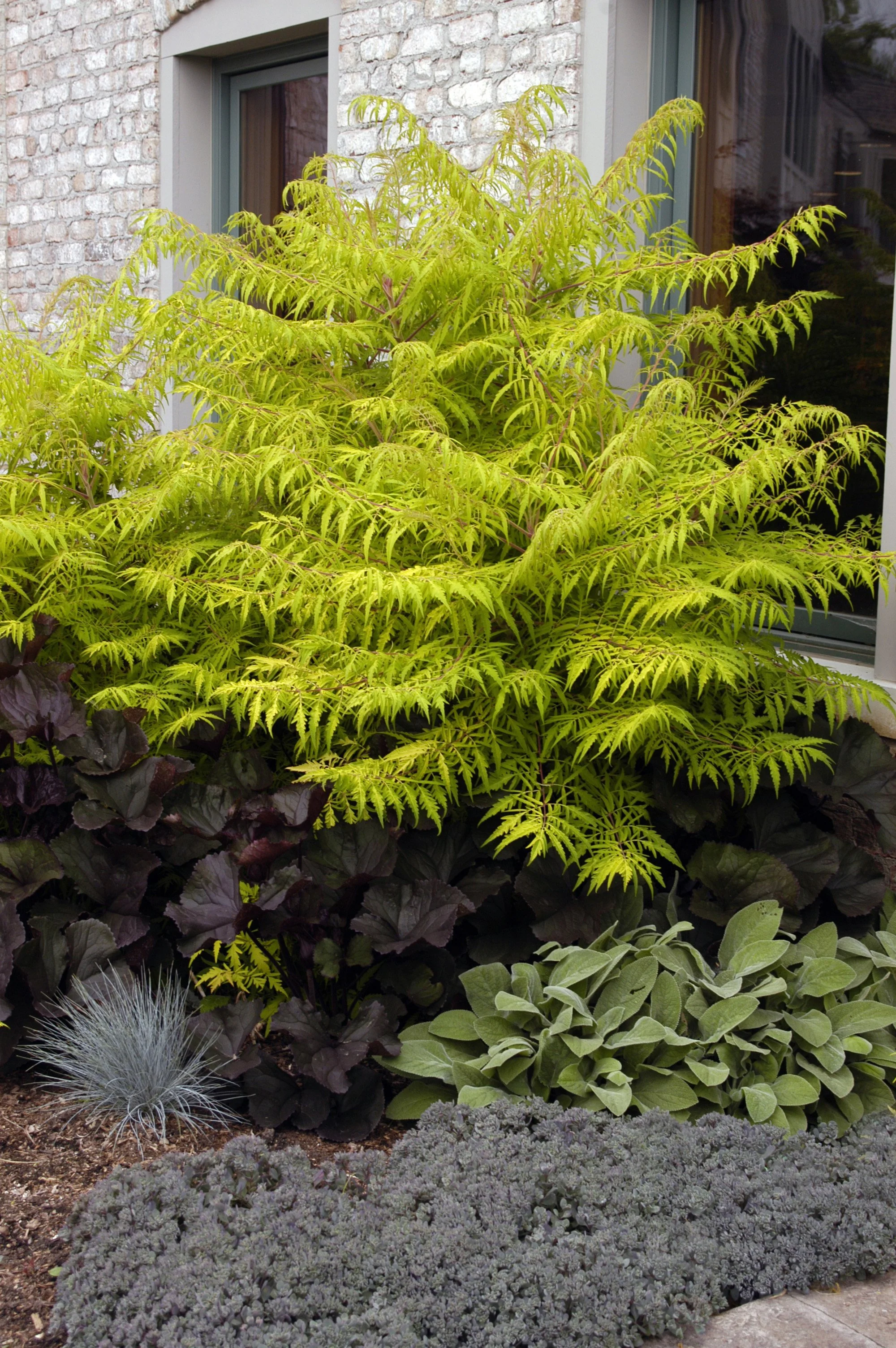 RhustFirstEditionsTigerEyesSumac-101-0721.jpg