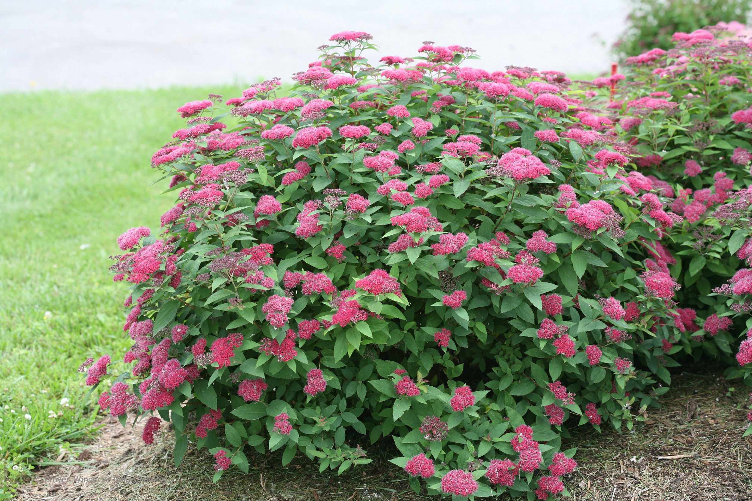 double_play_red_spirea_shrub_0.jpg