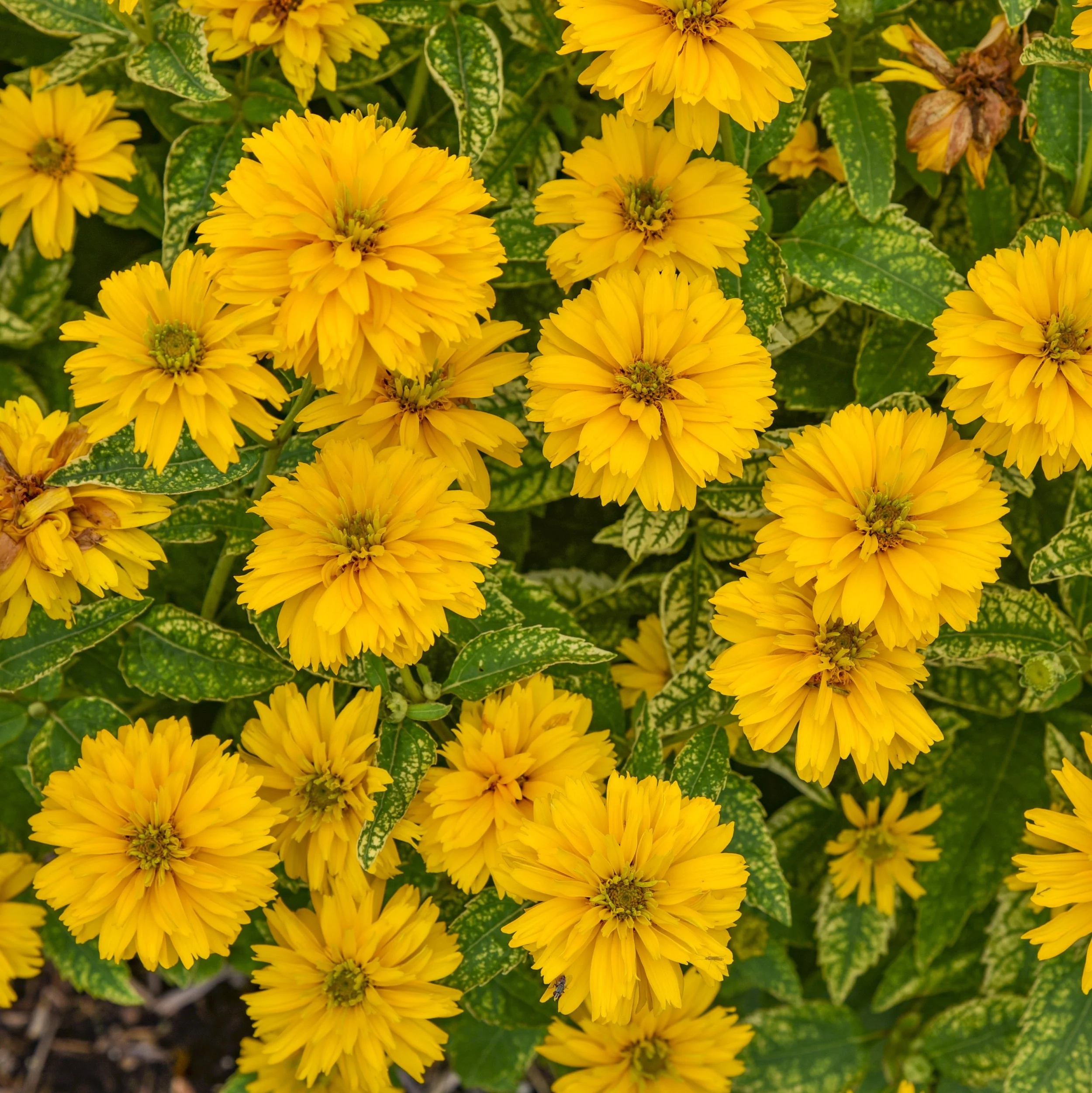 Heliopsis helianthoides 'Sunny Disposition'