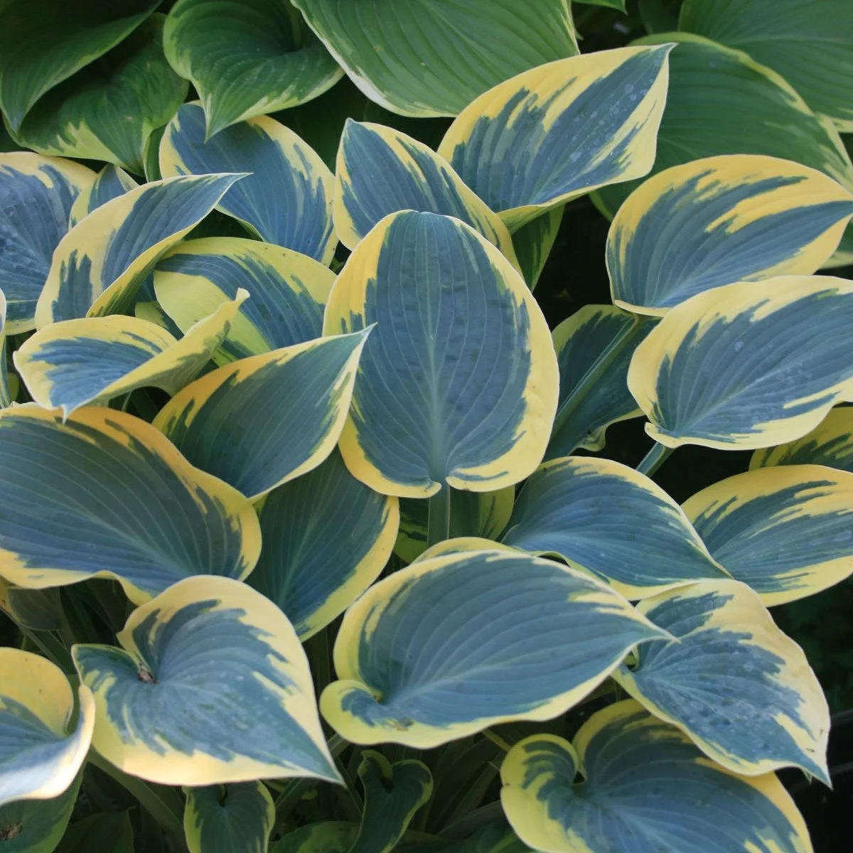 Hosta x 'First Frost'