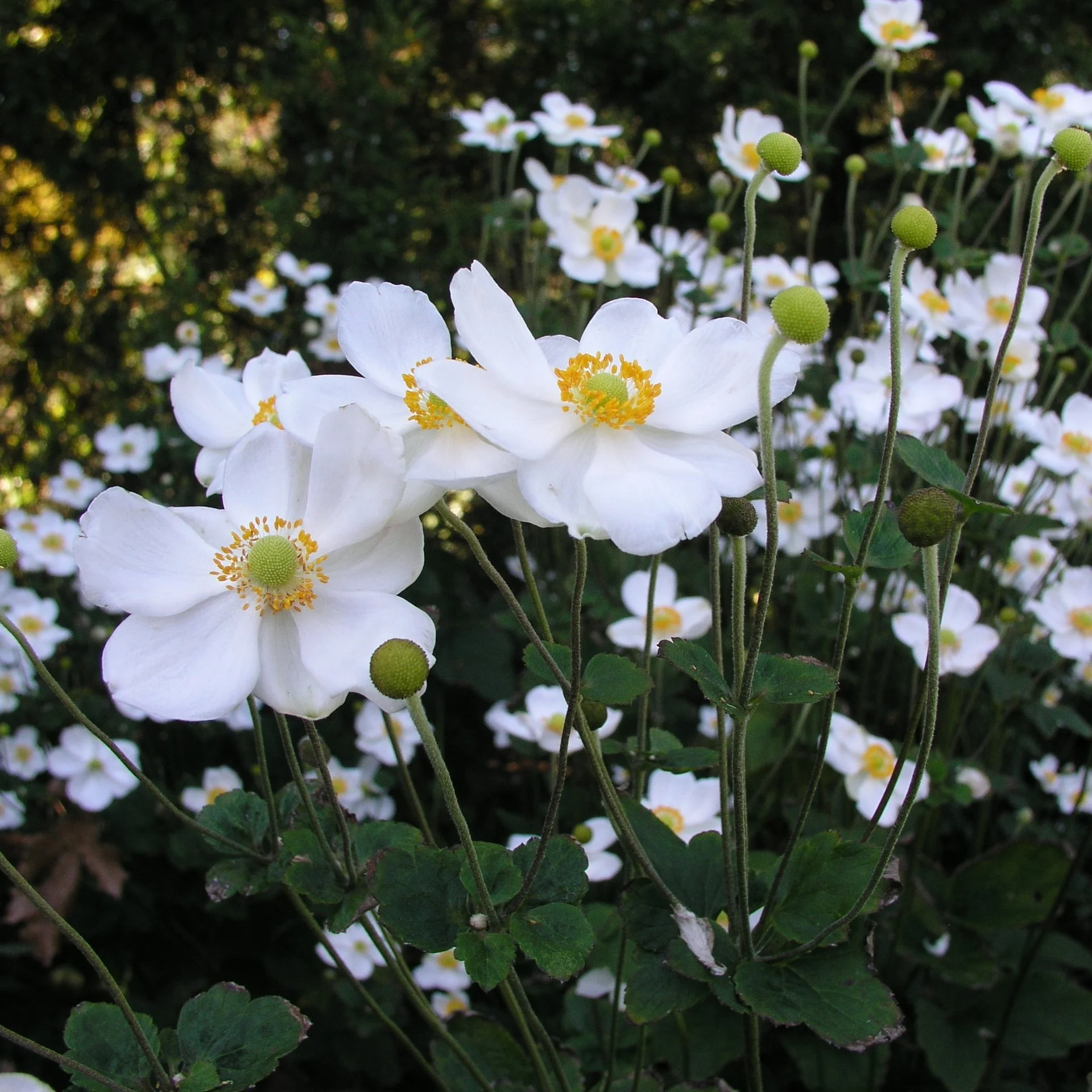 Anemone x 'Honorine Jobert'