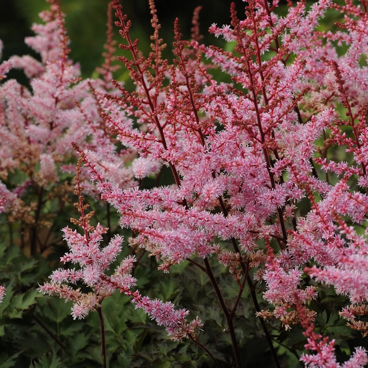 Astilbe 'Delft Lace' PP19839 0002 high res.jpg