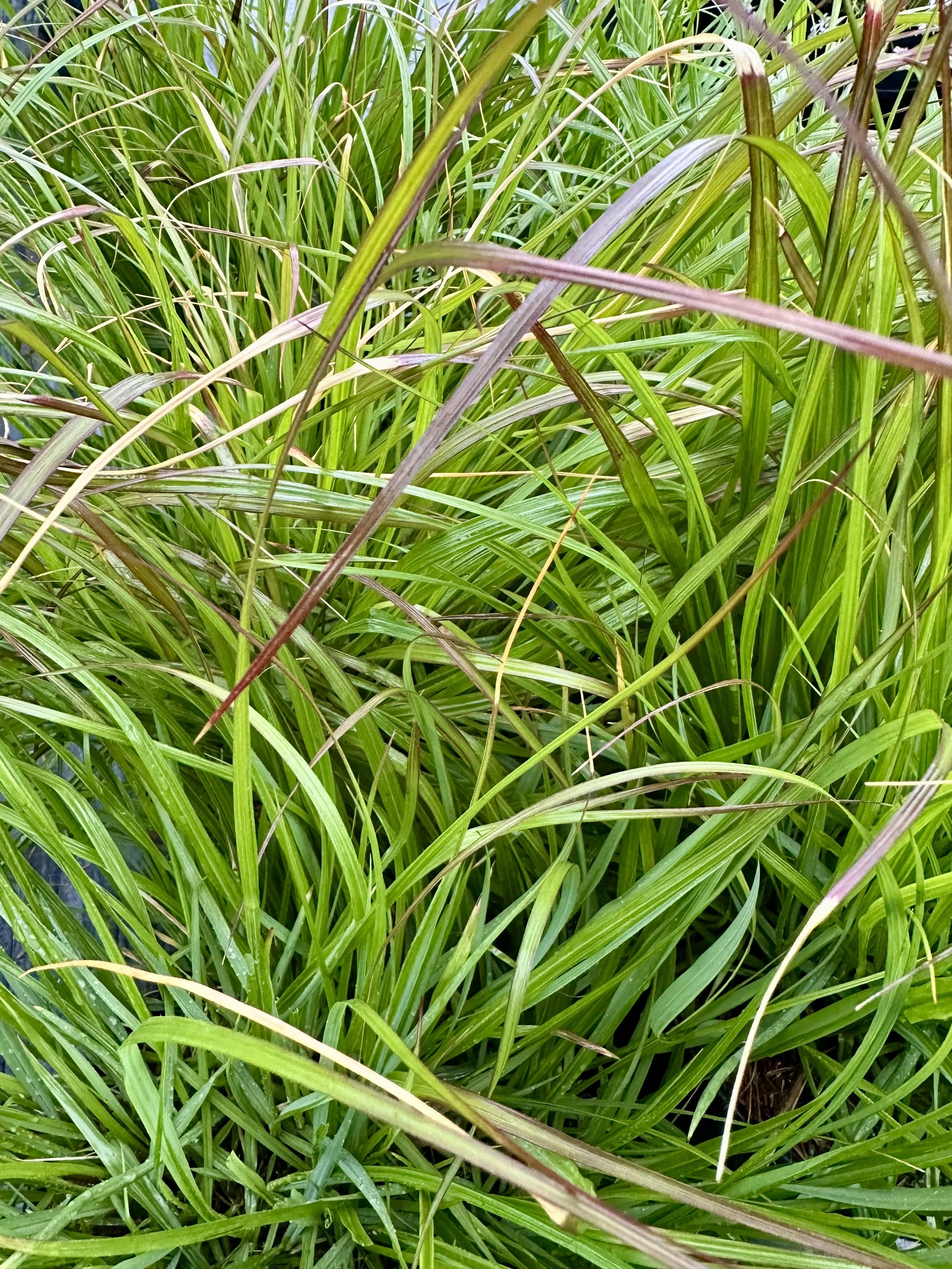 Pennisetum alopecuroides 'Red Head'
