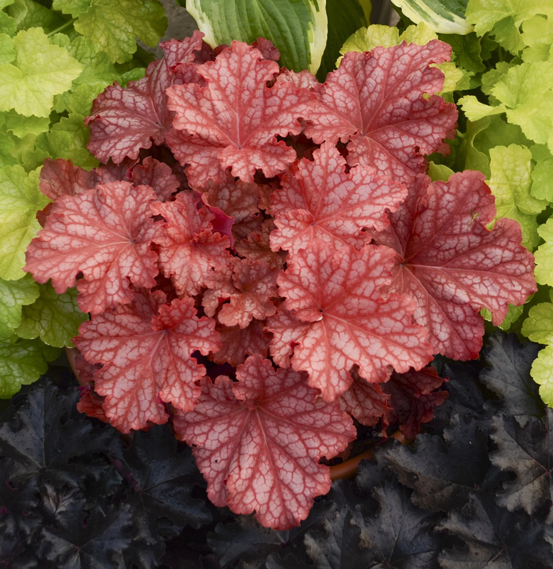 Heuchera 'Peachberry Ice'