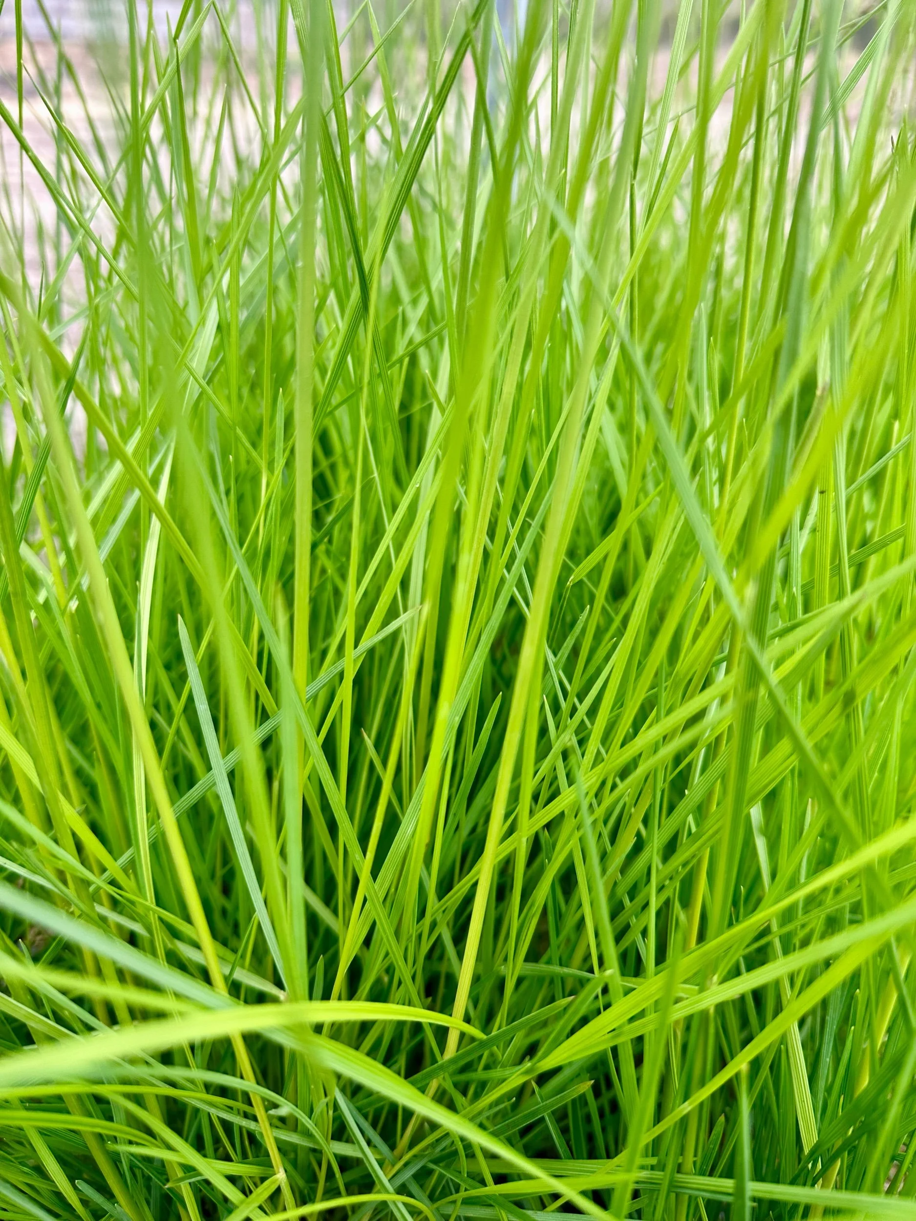 Deschampsia cespitosa (Tufted Hairgrass)
