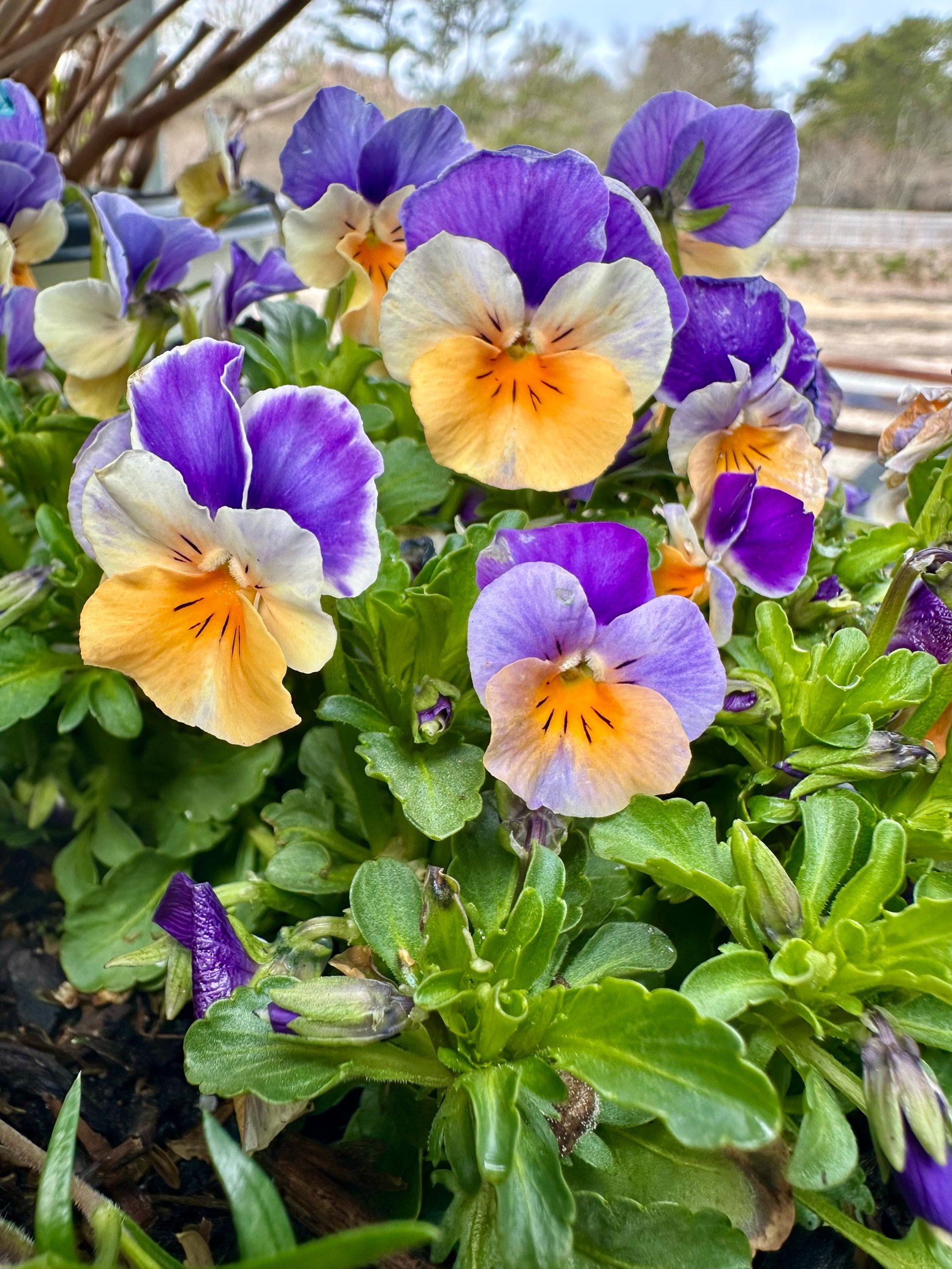 Viola cornuta 'Peach Jump Up'