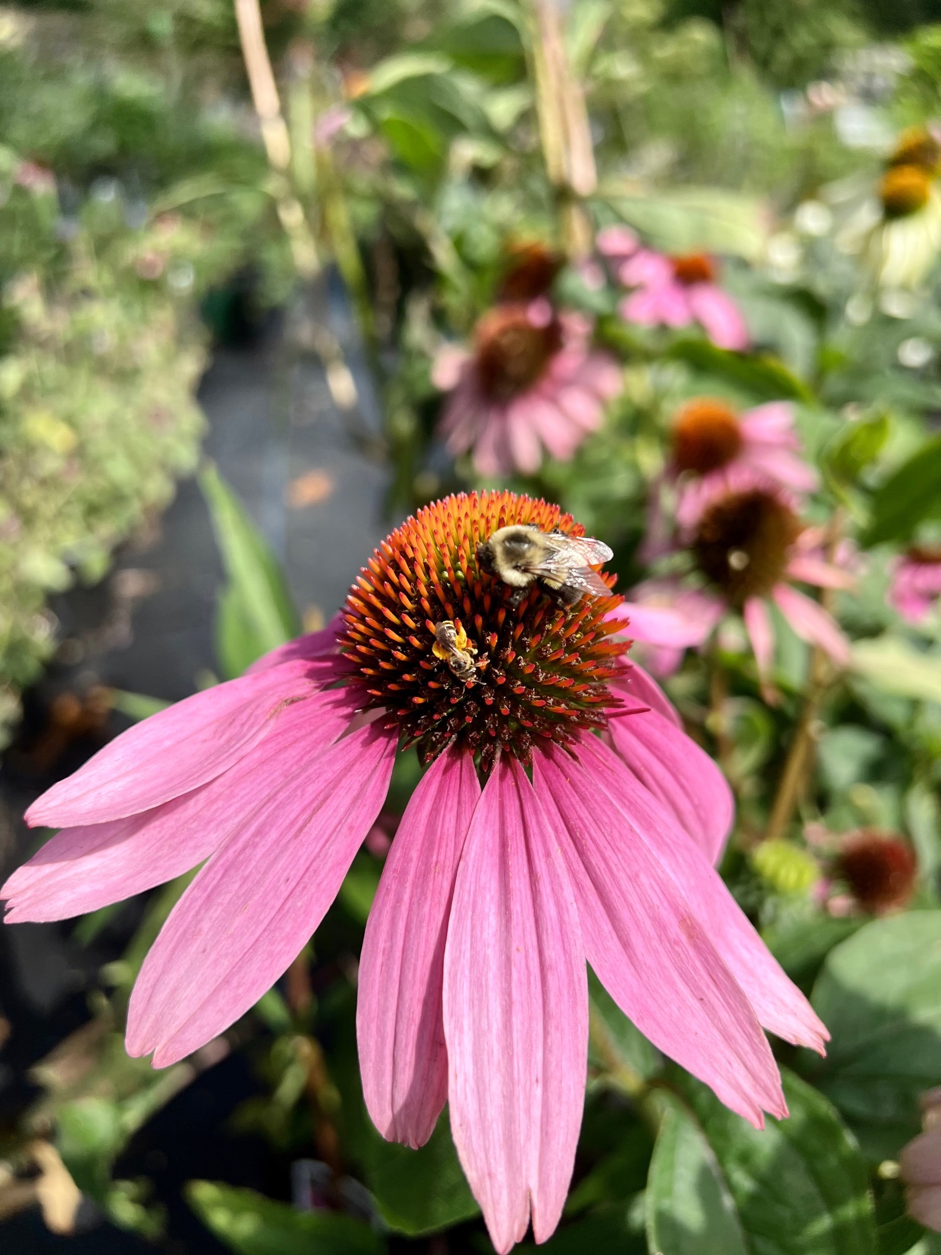 Echinacea purpurea 'Prairie Splendor'