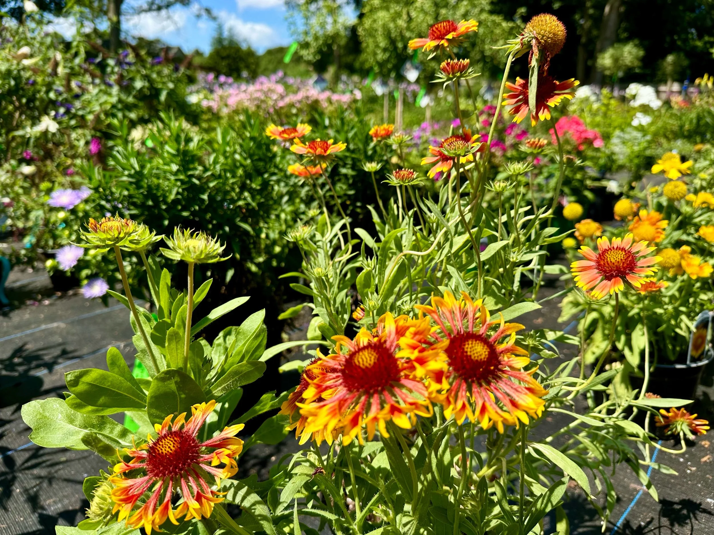 Gaillardia aristata 'Mariachi Copper Sun'