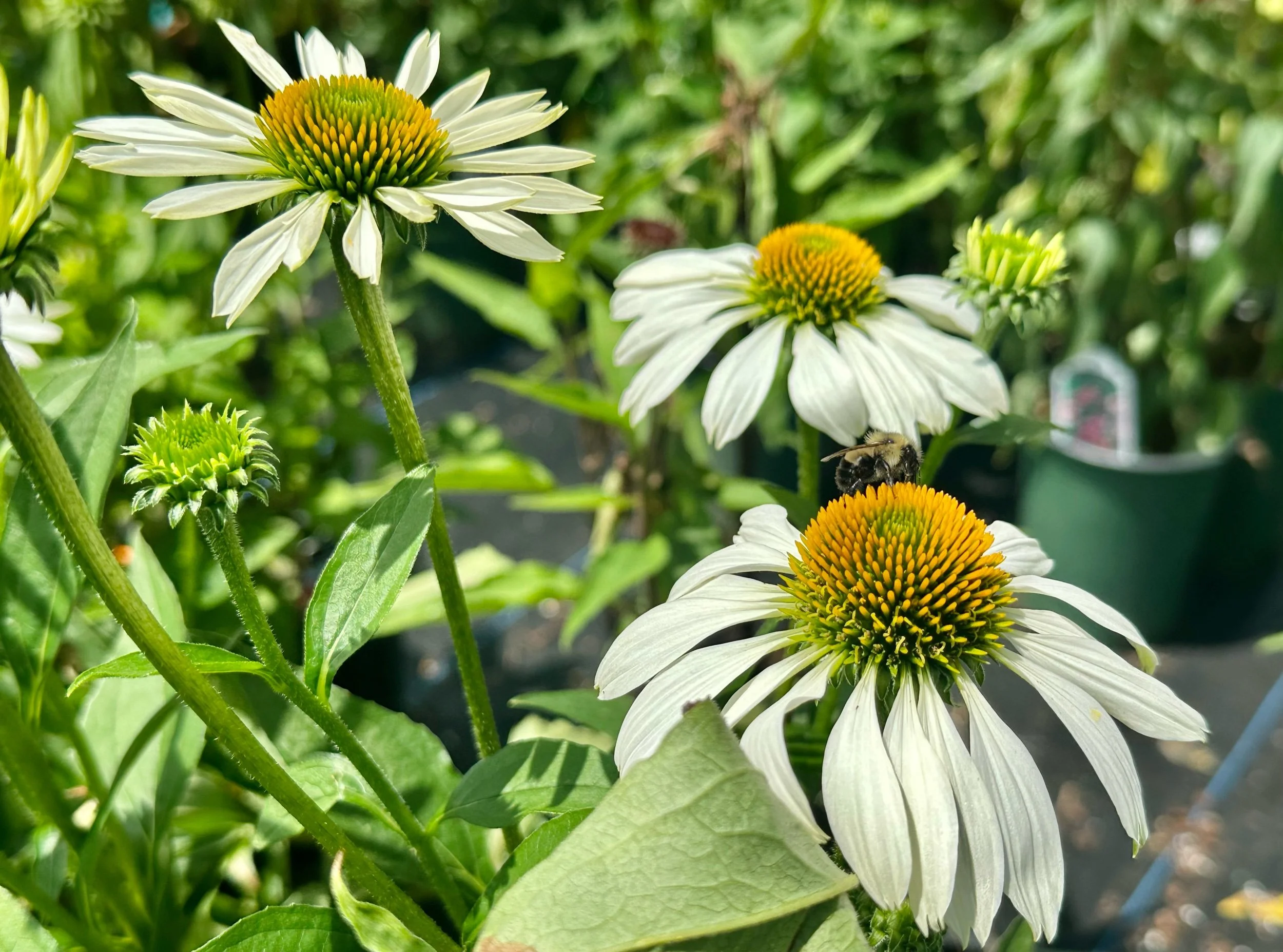 Echinacea purpurea 'White Swan'