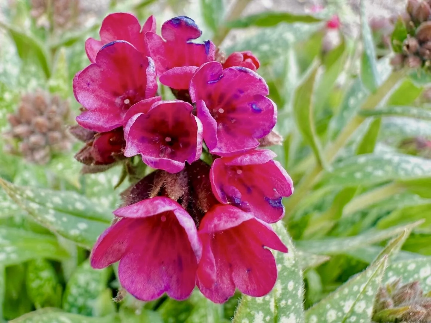 Pulmonaria x 'Raspberry Splash'