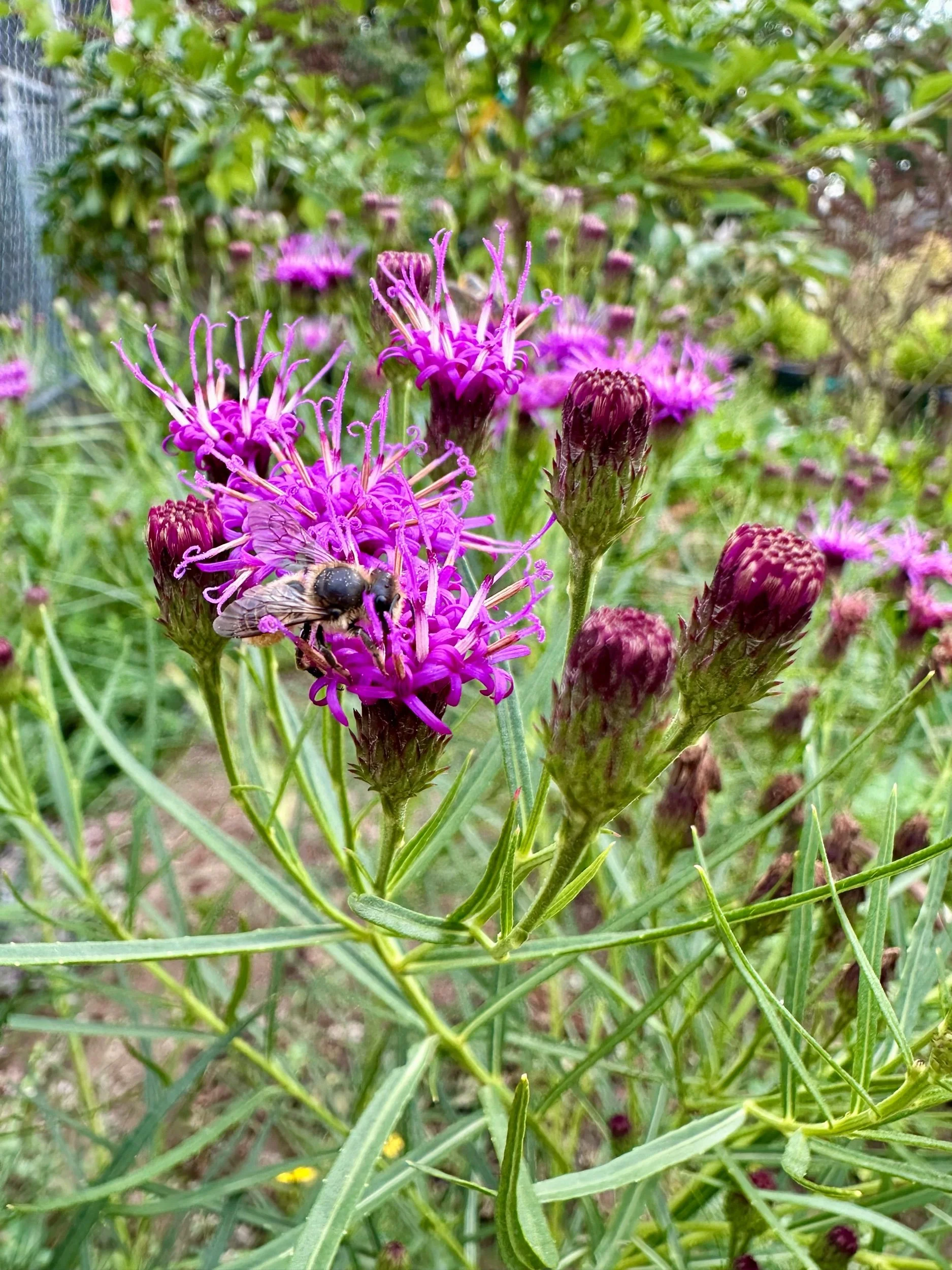 Vernonia lettermannii 'Iron Butterfly'
