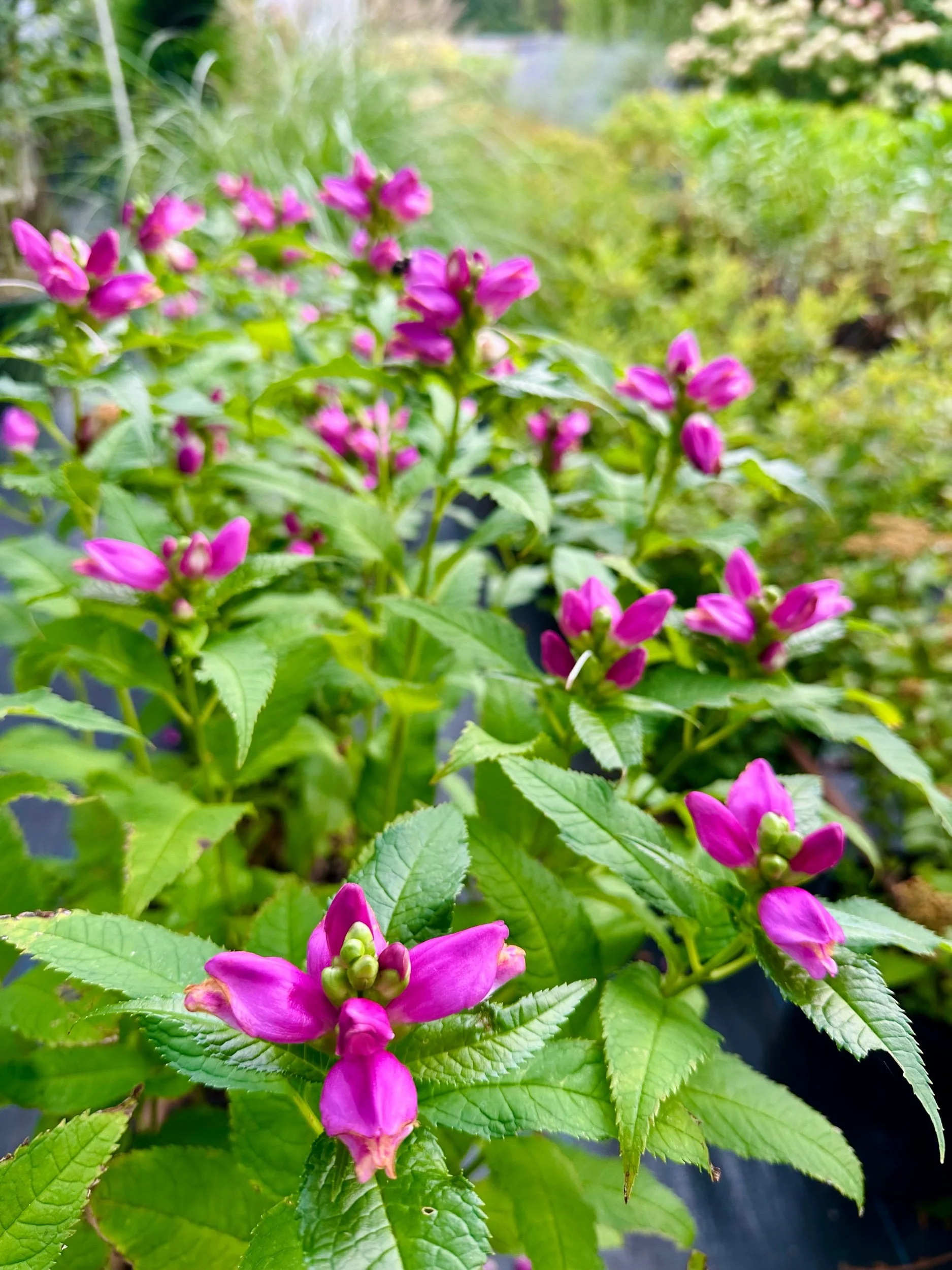 Chelone lyonii 'Hot Lips'