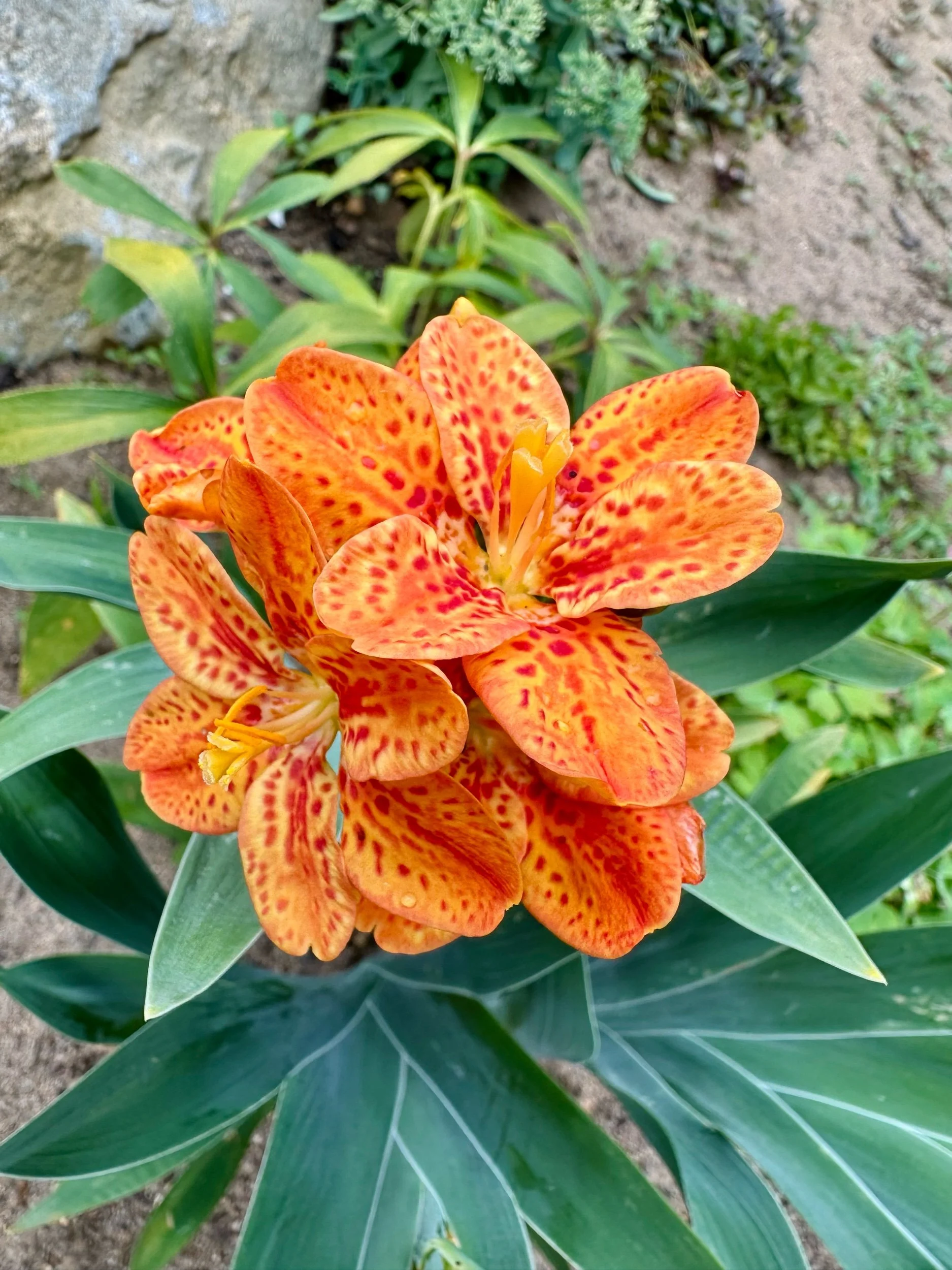 Belamcanda chinensis 'Freckle Face'