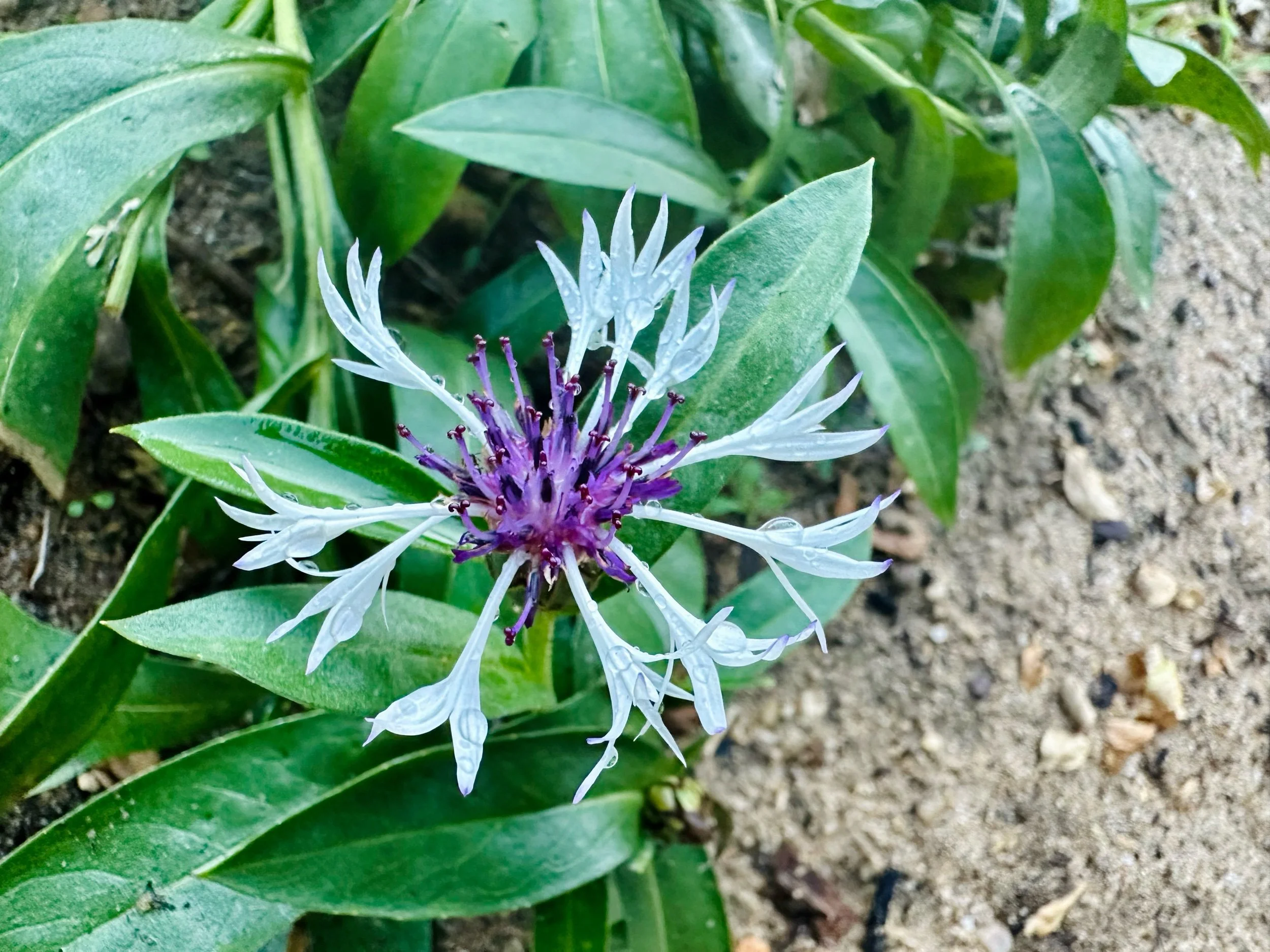 Centaurea 'Amethyst In Snow'