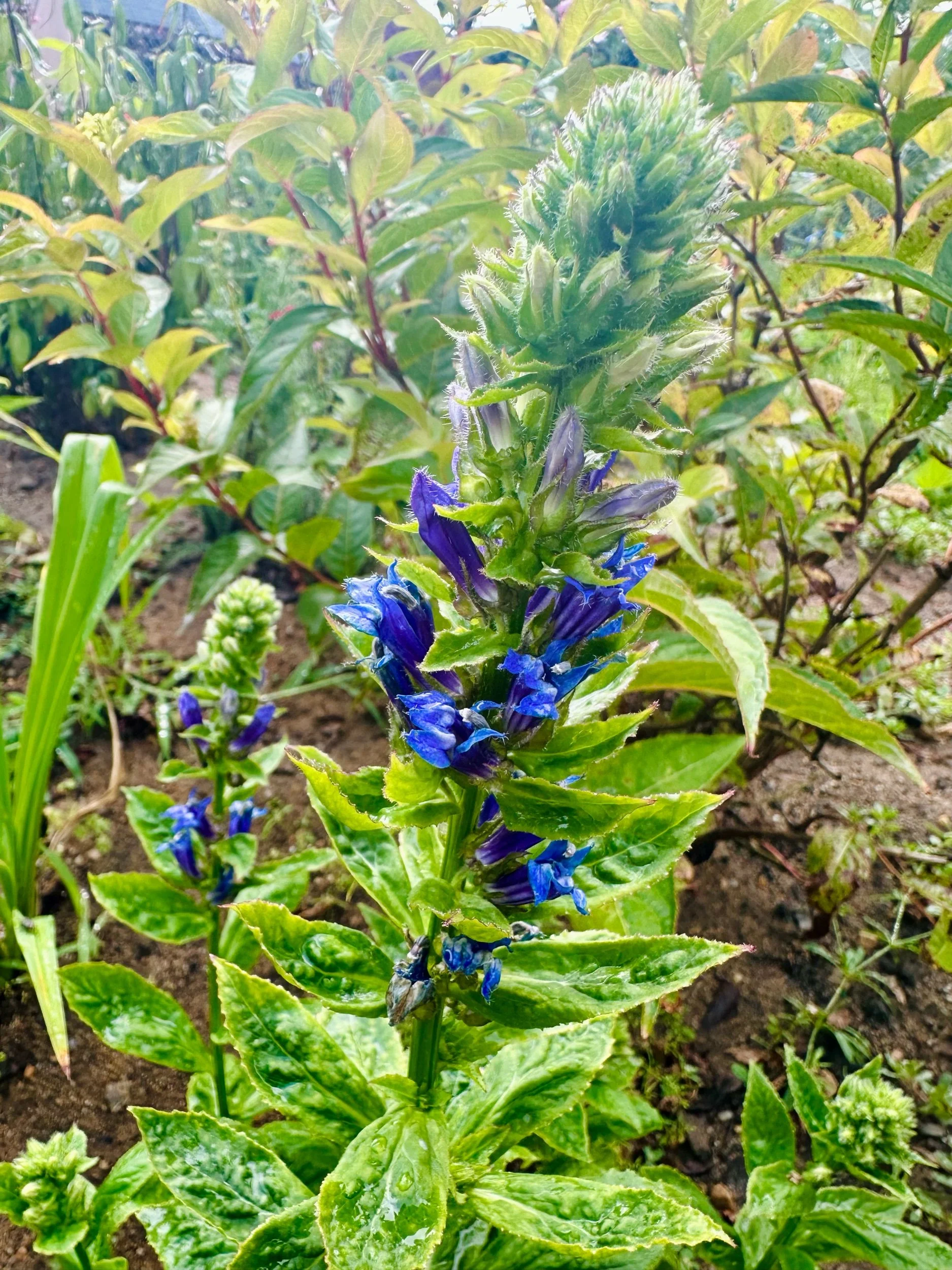 Lobelia siphilitica (Great Blue Cardinal Flower)