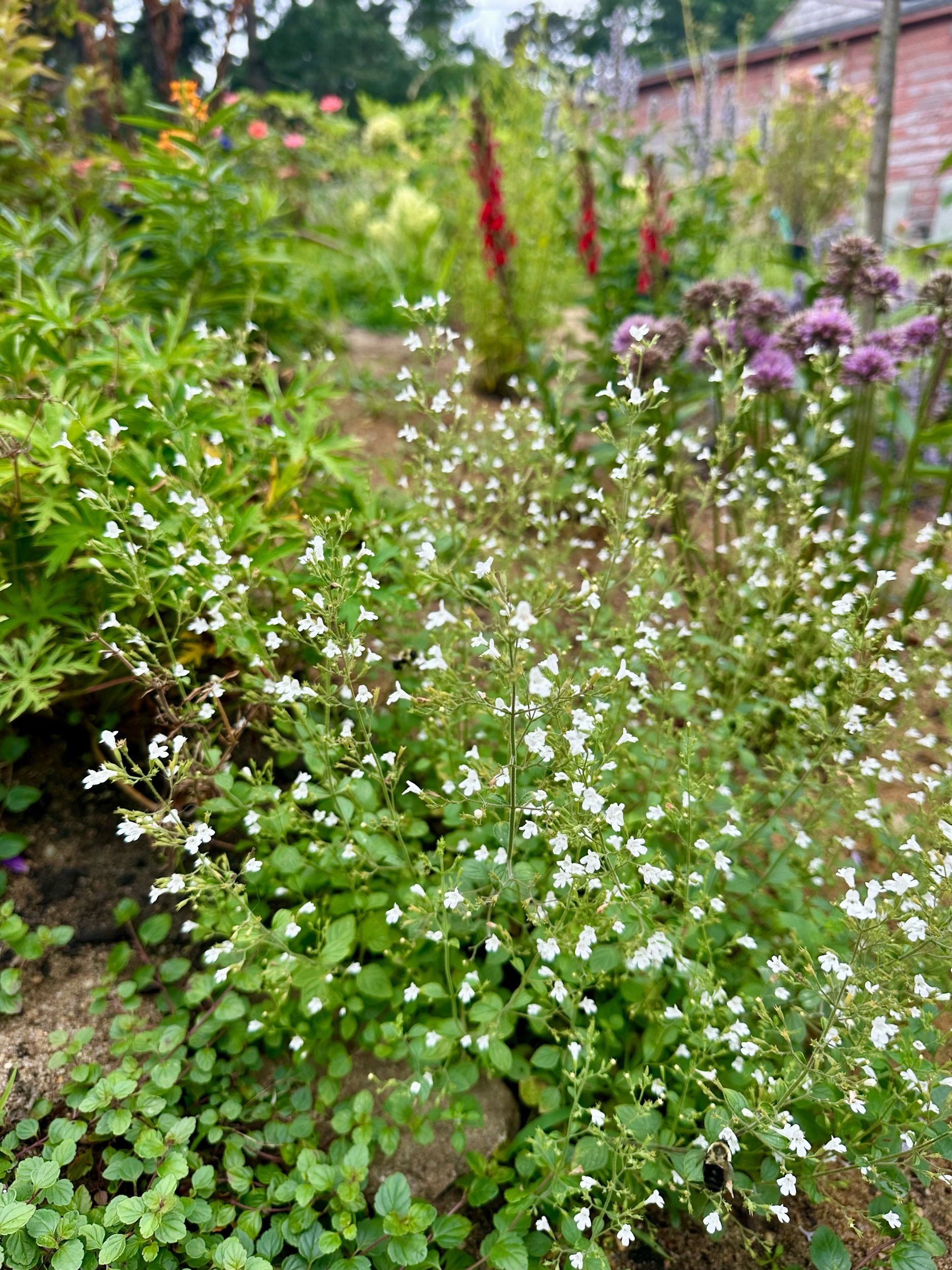 Calamintha nepeta 'Montrose White'