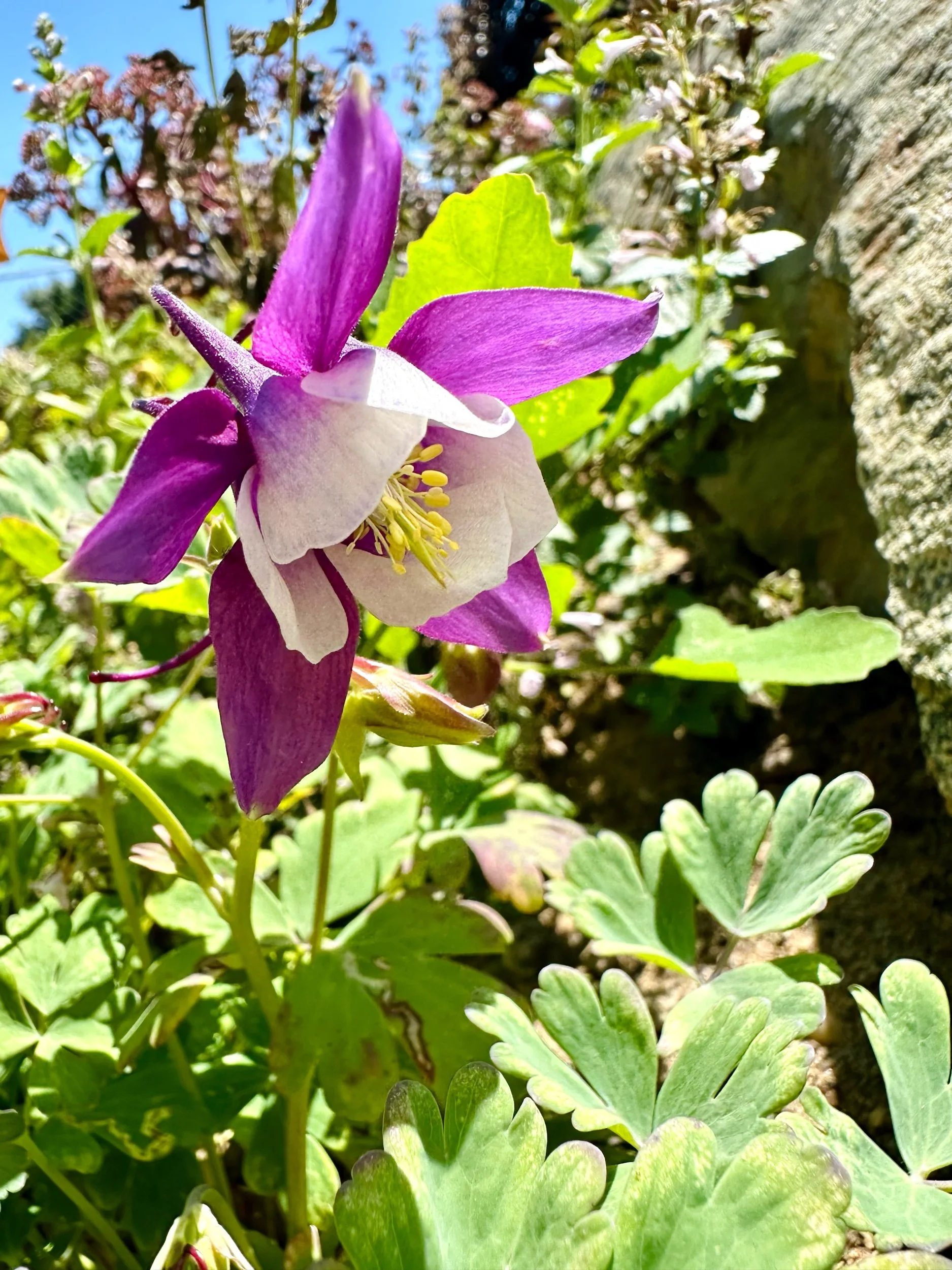 Aquilegia x 'Purple & White'