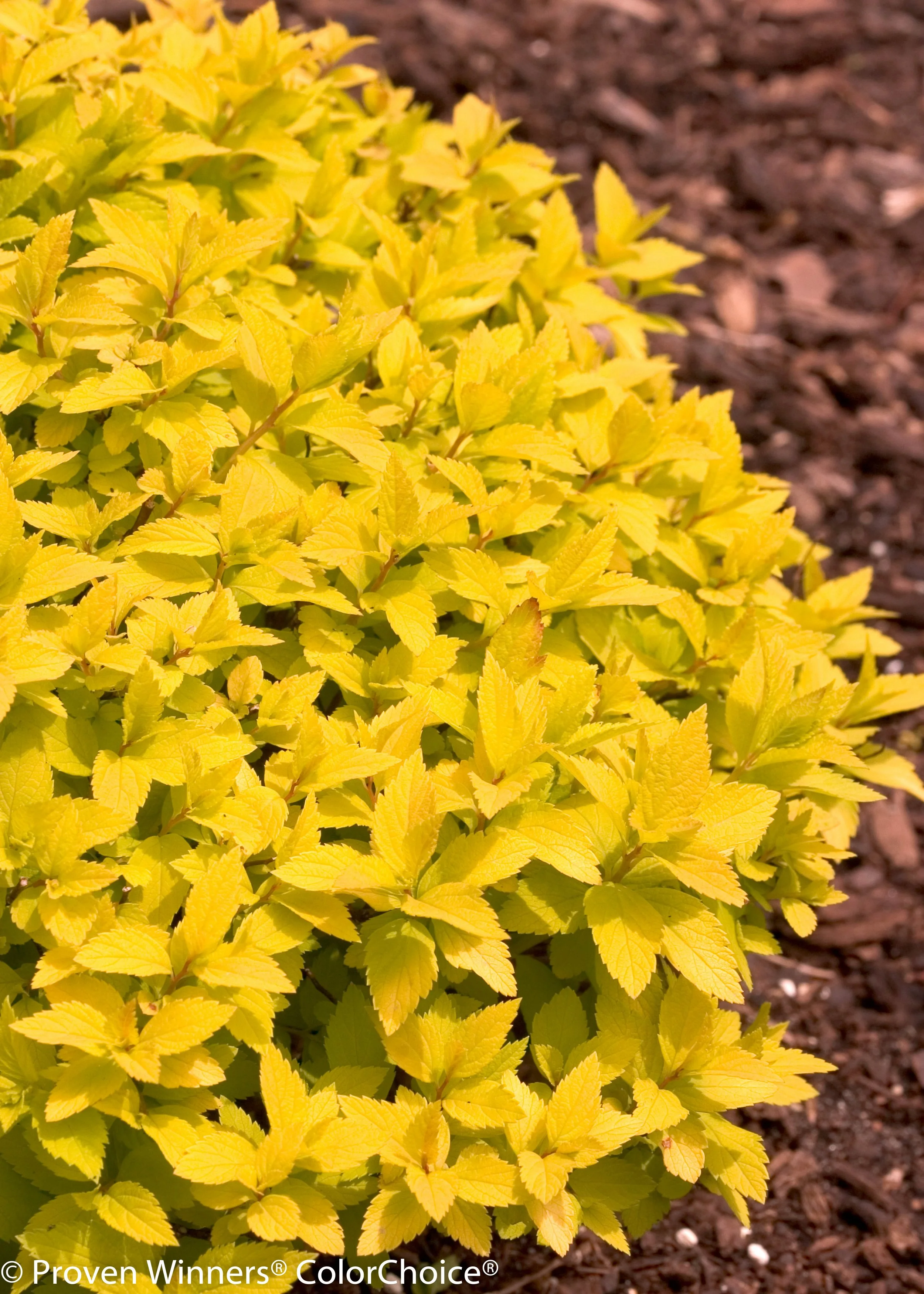 double_play_big_gold_spirea-6610.jpg