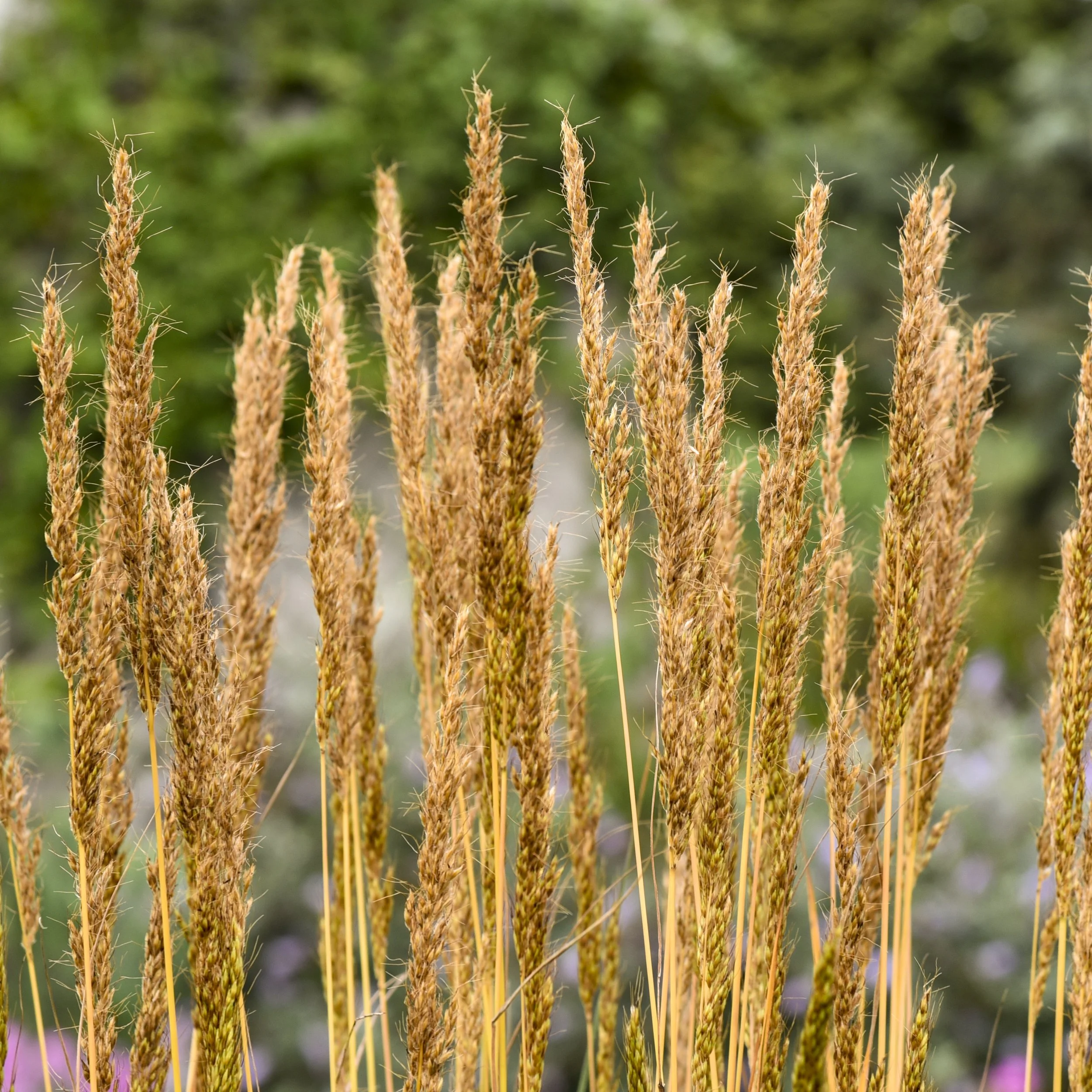 Sorghastrum nutans 'Golden Sunset'