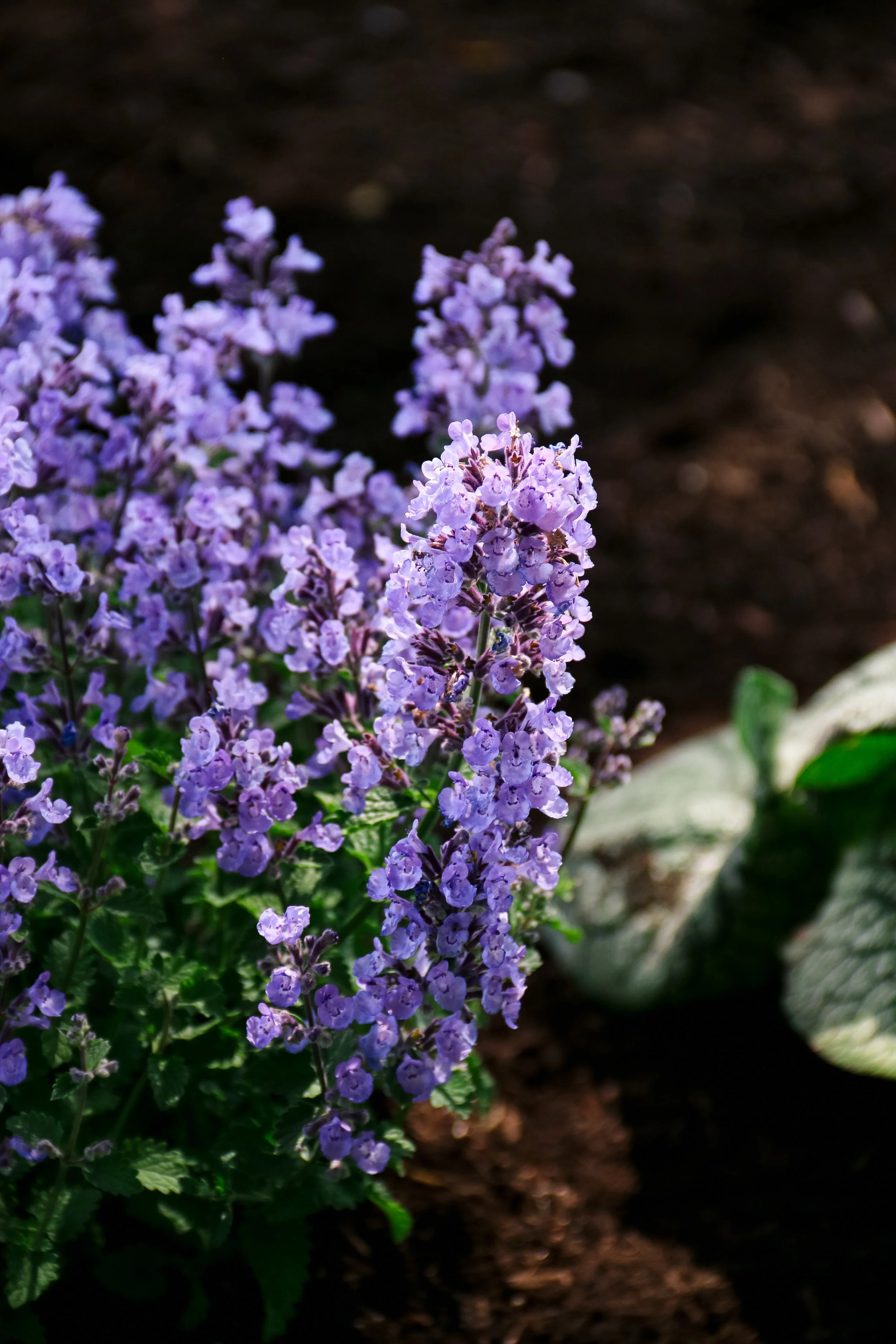 Nepeta x faassenii 'Sylvester Blue'